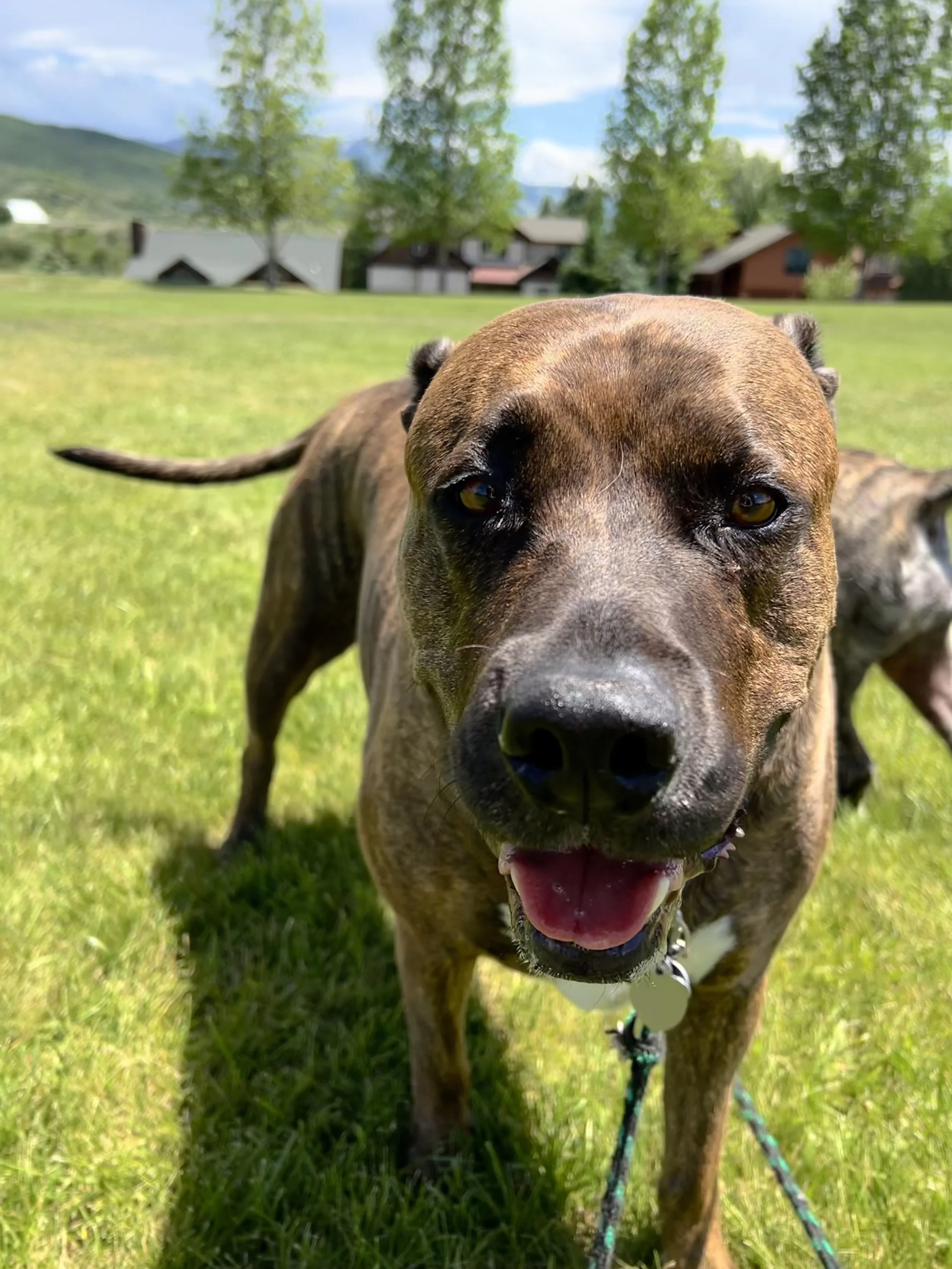 The Best Care for Your Pet in Steamboat Springs Powder Paws Pet Care