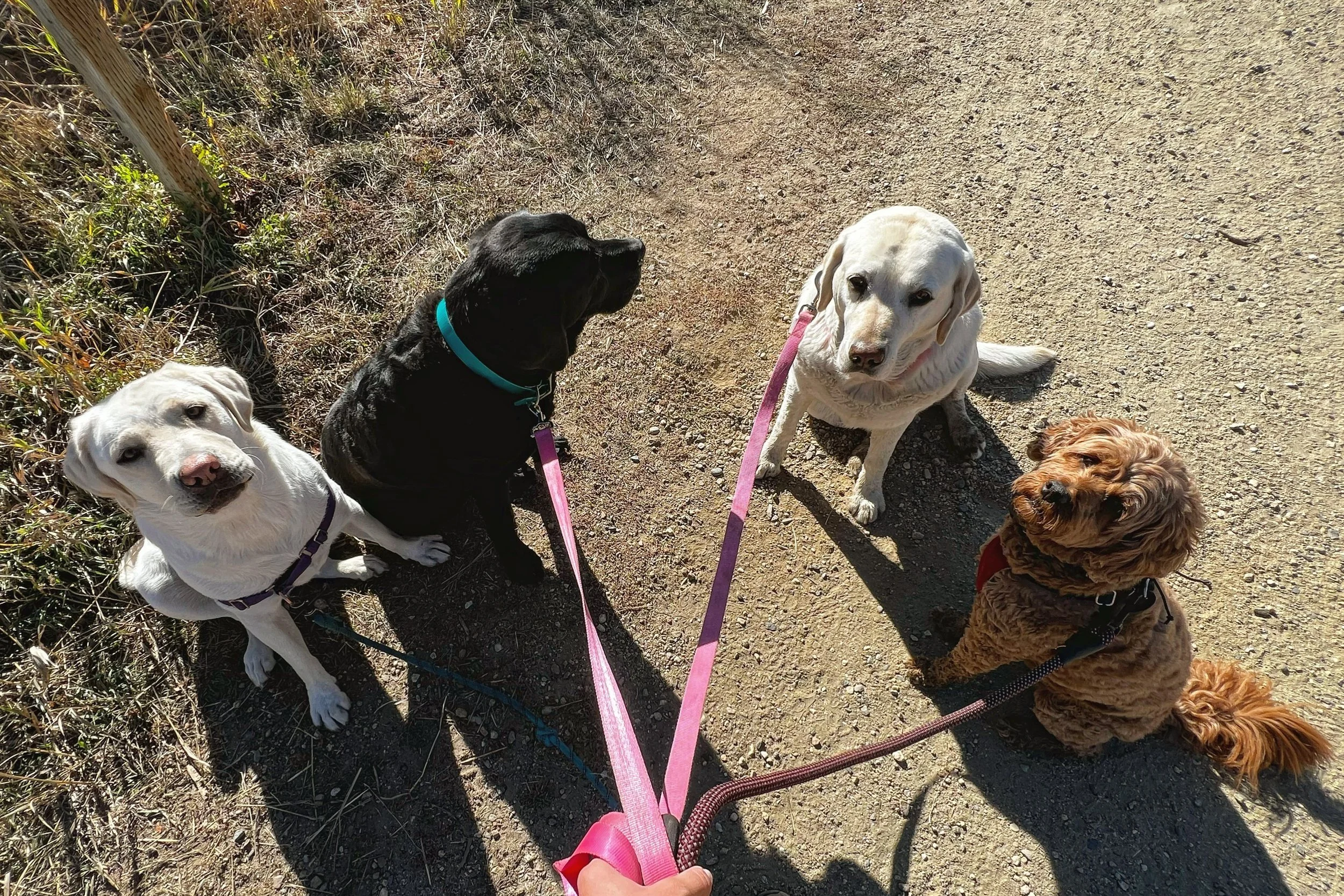 Powder Paws Premium Pet Care Services Steamboat Springs, CO