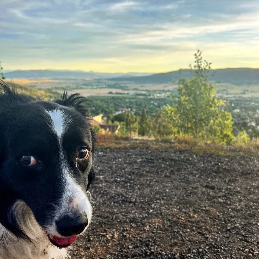 The Best Care for Your Pet in Steamboat Springs Powder Paws Pet Care