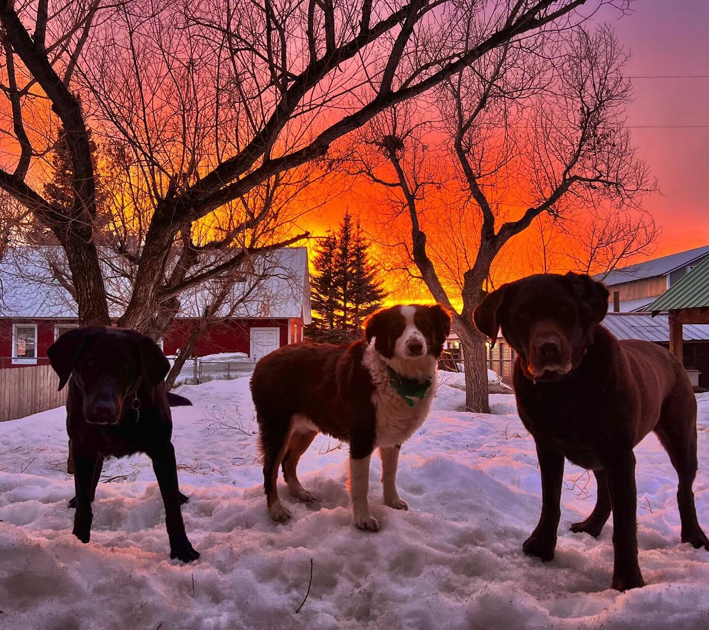 Can&rsquo;t beat catching sunset with your best friends! 🌄

#dogsplayingforlife #dogsquadgoals #steamboatsprings