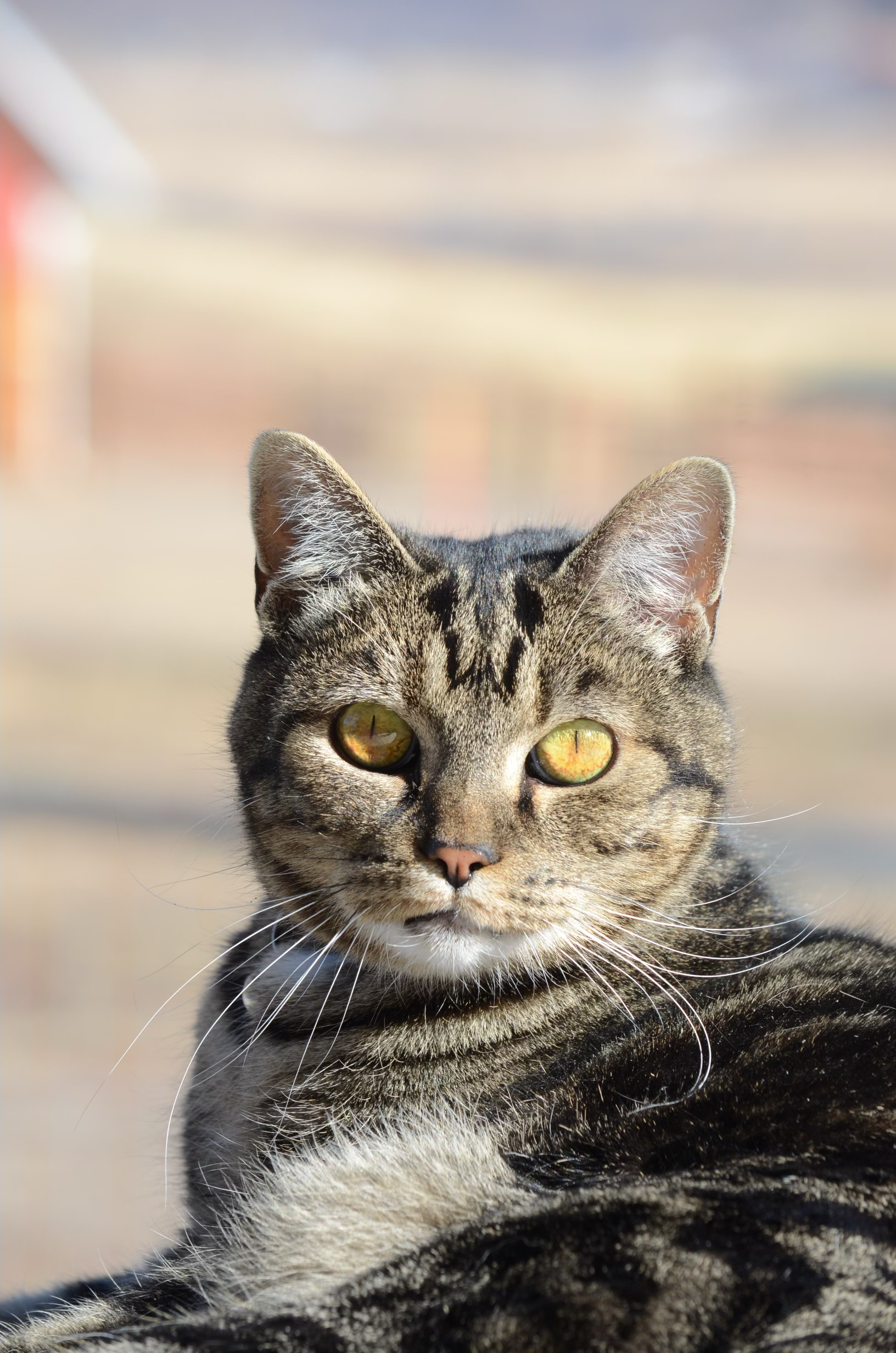Close-up of a tabby cat with yellow-green eyes lying on a surface, gazing at the camera.
