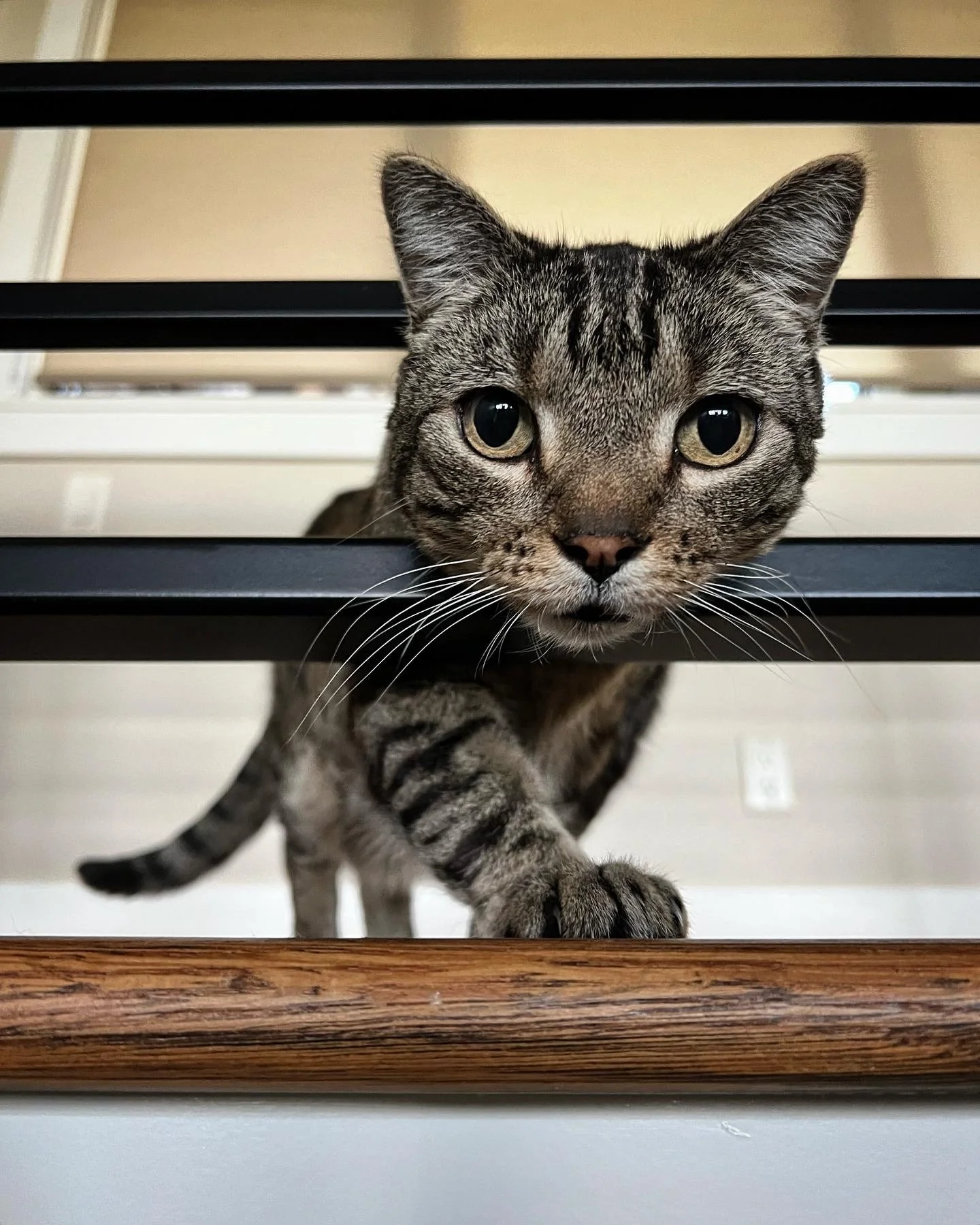 Powder Paws Premium Pet Care Services Steamboat Springs, CO