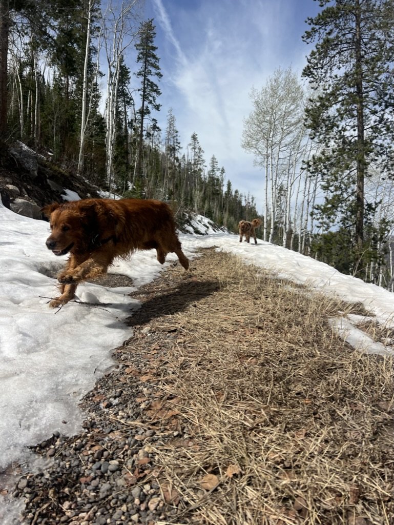 A1E33662-AA93-409B-8242-F477E6D48D4E_1_105_c.jpeg