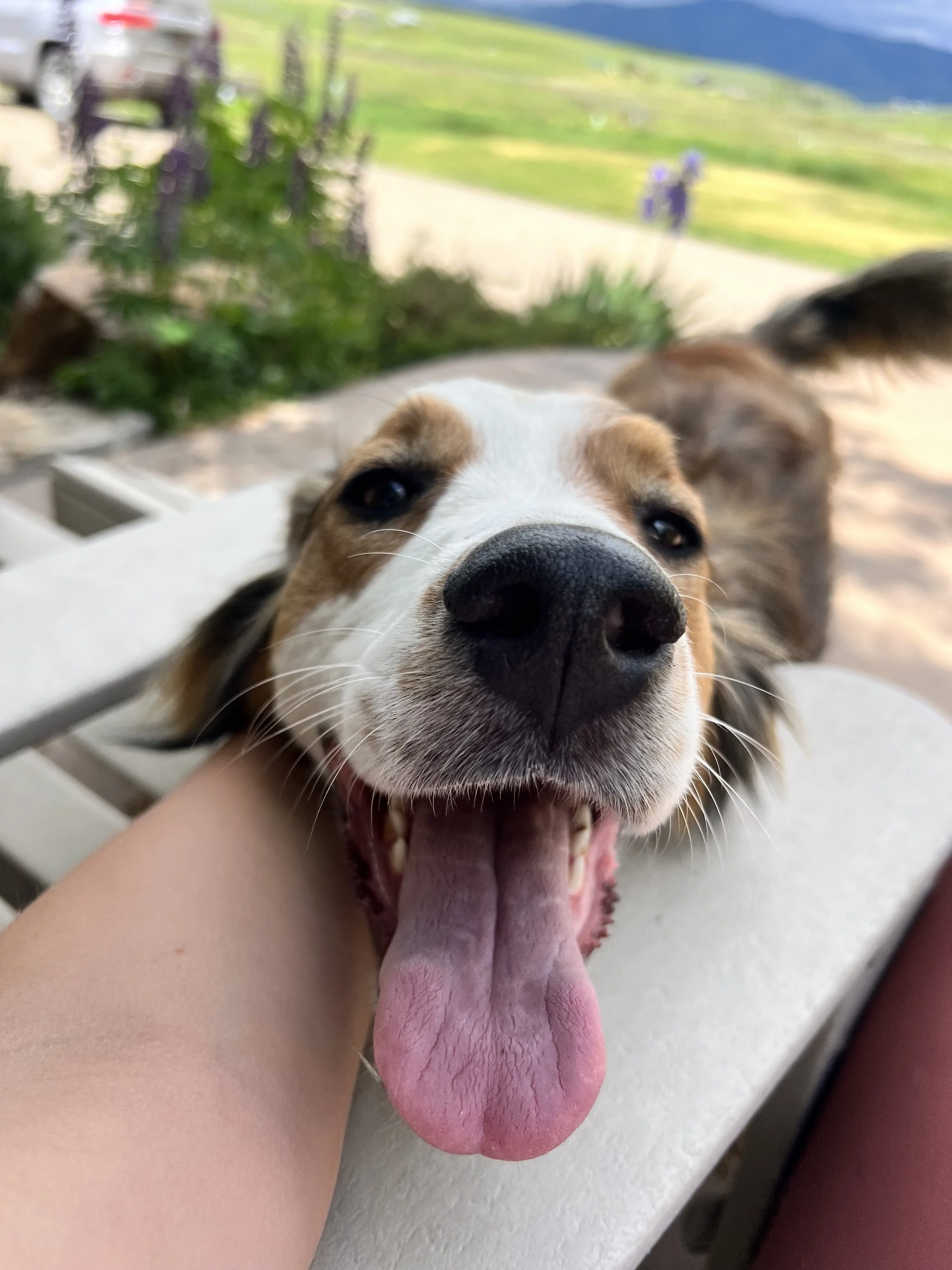 The Best Care for Your Pet in Steamboat Springs Powder Paws Pet Care