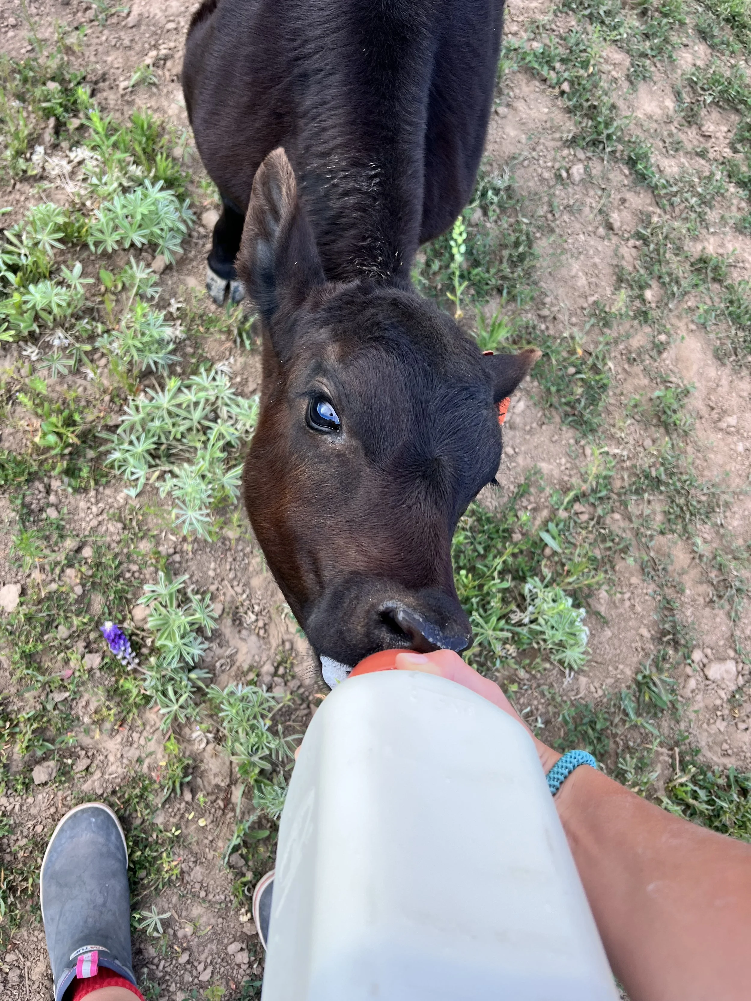 The Best Care for Your Pet in Steamboat Springs Powder Paws Pet Care