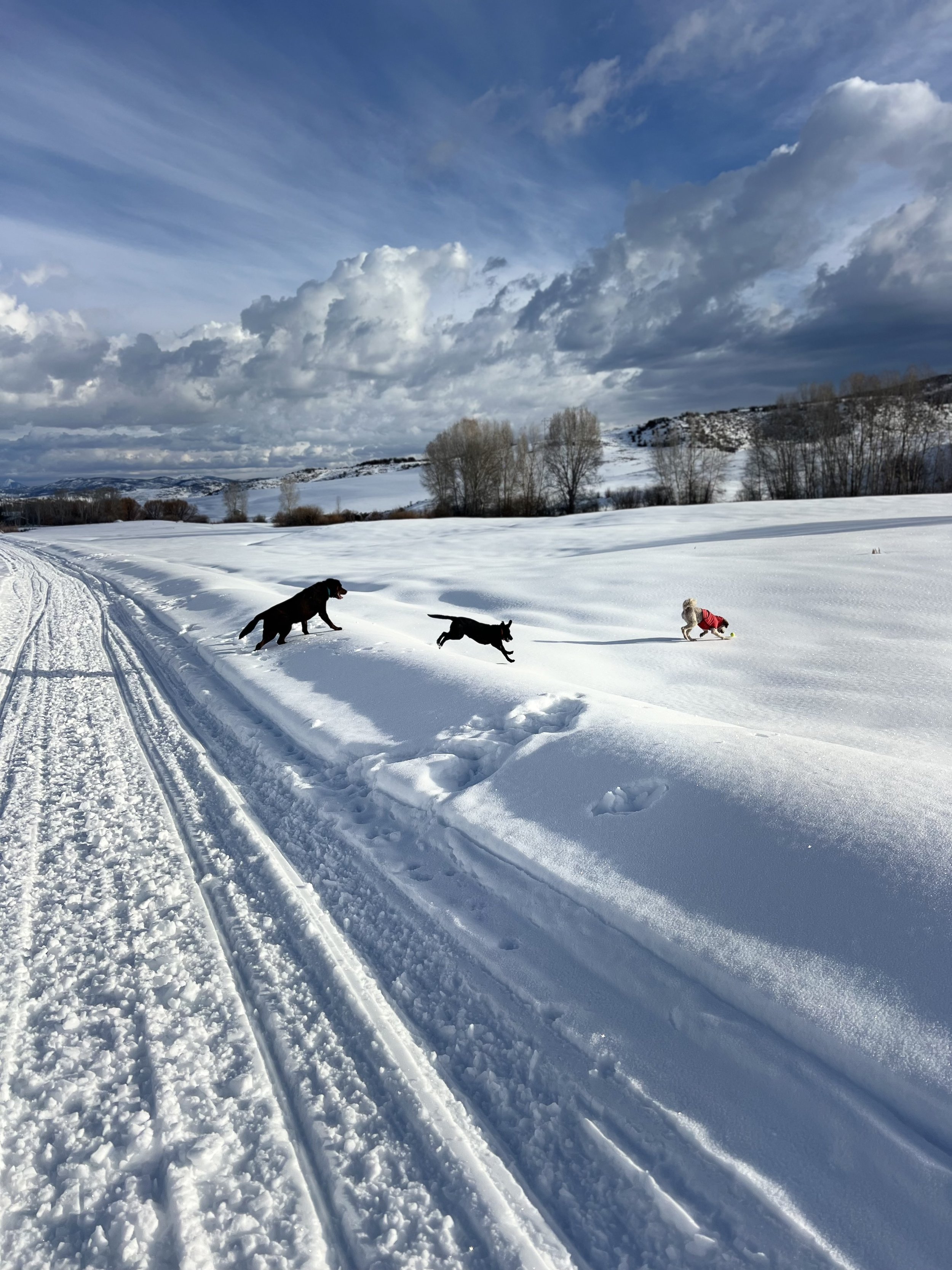 The best pet care in Steamboat Springs, featuring dogs enjoying their pack adventure with their professional dog walker