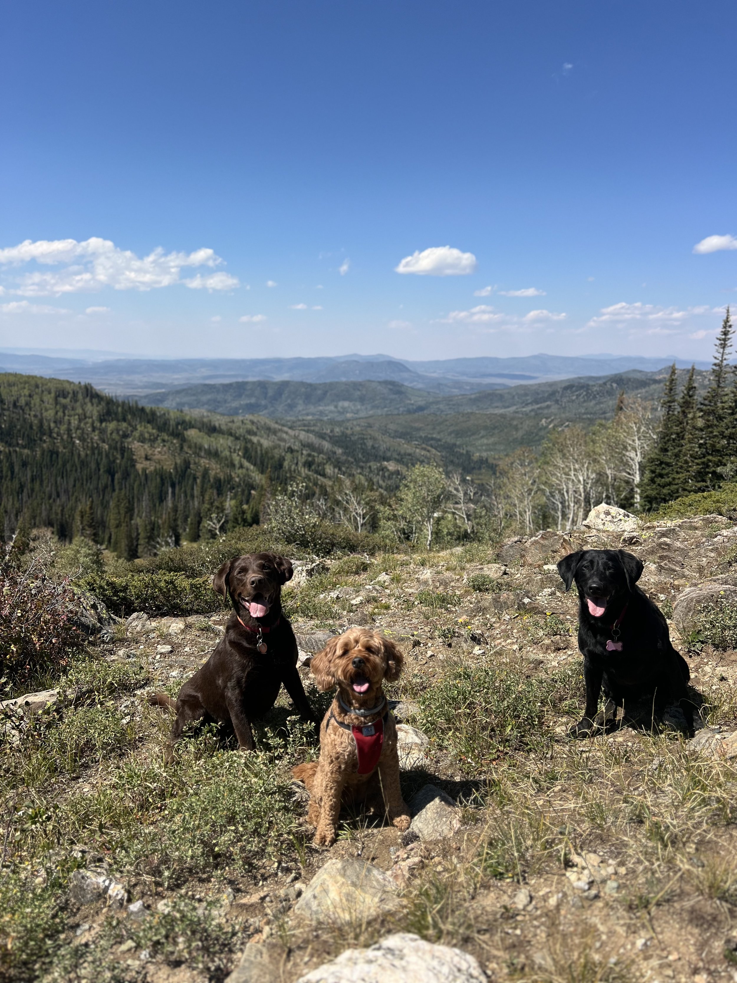 The best pet care in Steamboat Springs, featuring dogs enjoying their pack adventure with their professional dog walker