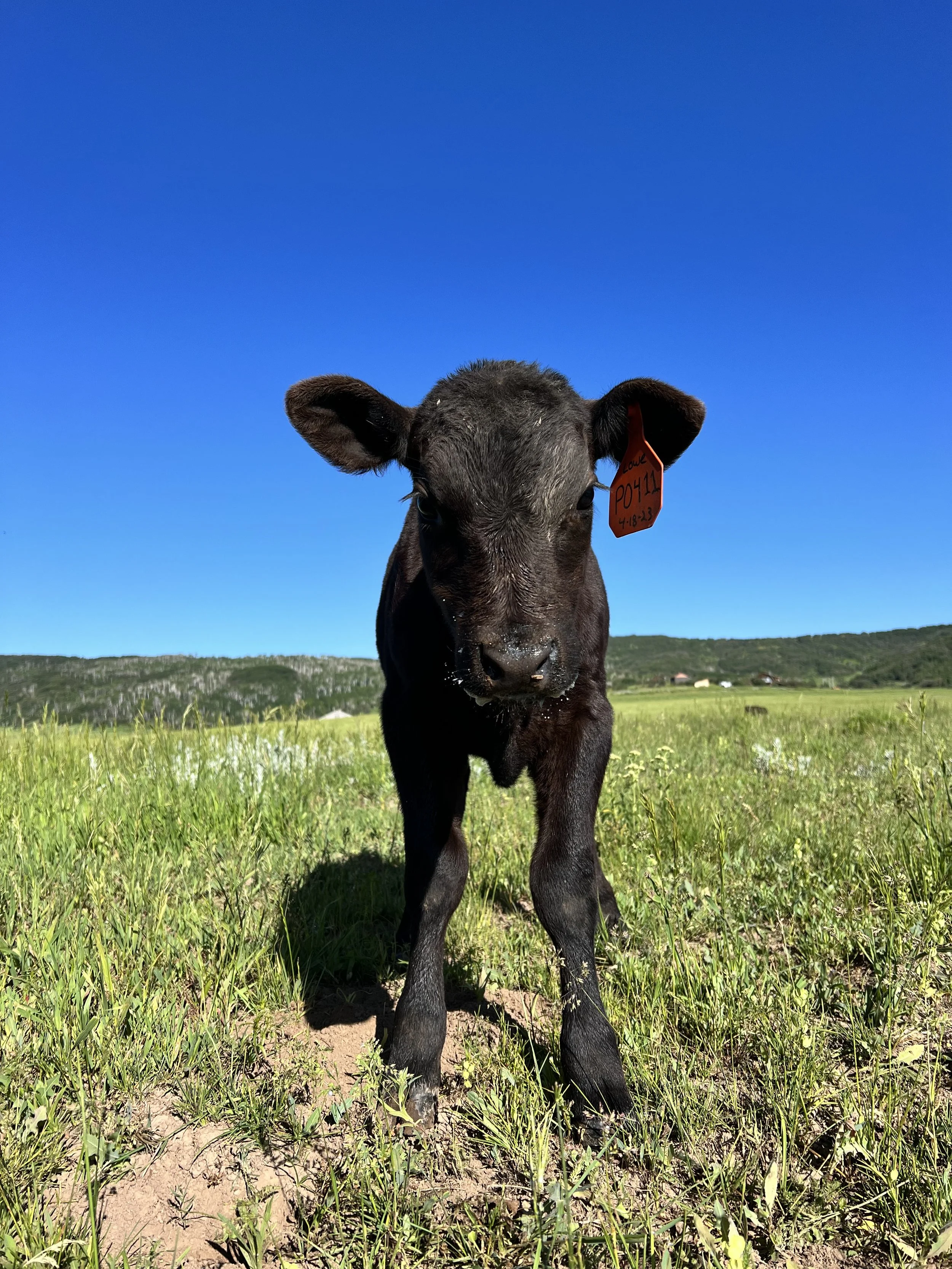 The Best Care for Your Pet in Steamboat Springs Powder Paws Pet Care