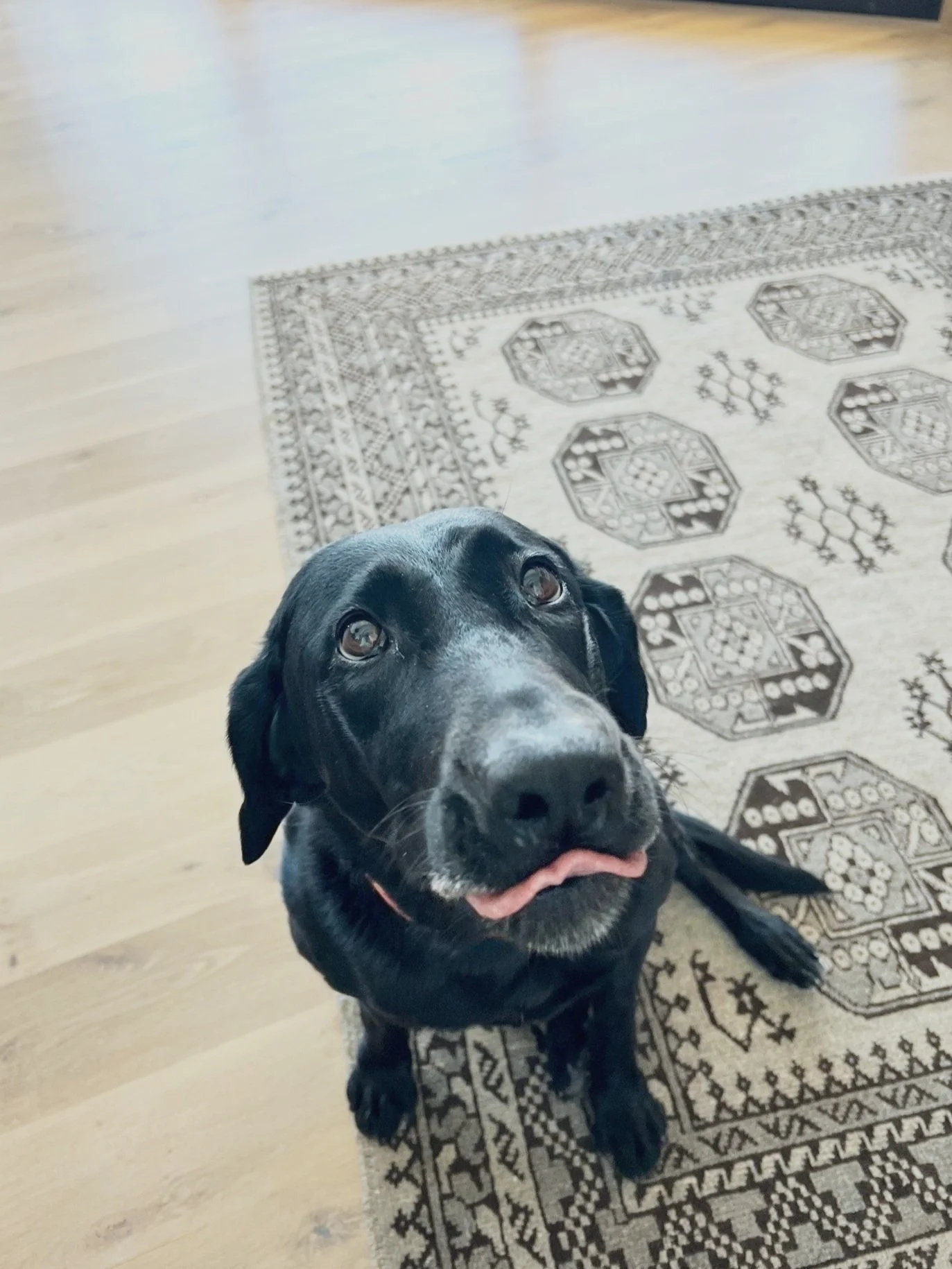 The Best Care for Your Pet in Steamboat Springs Powder Paws Pet Care