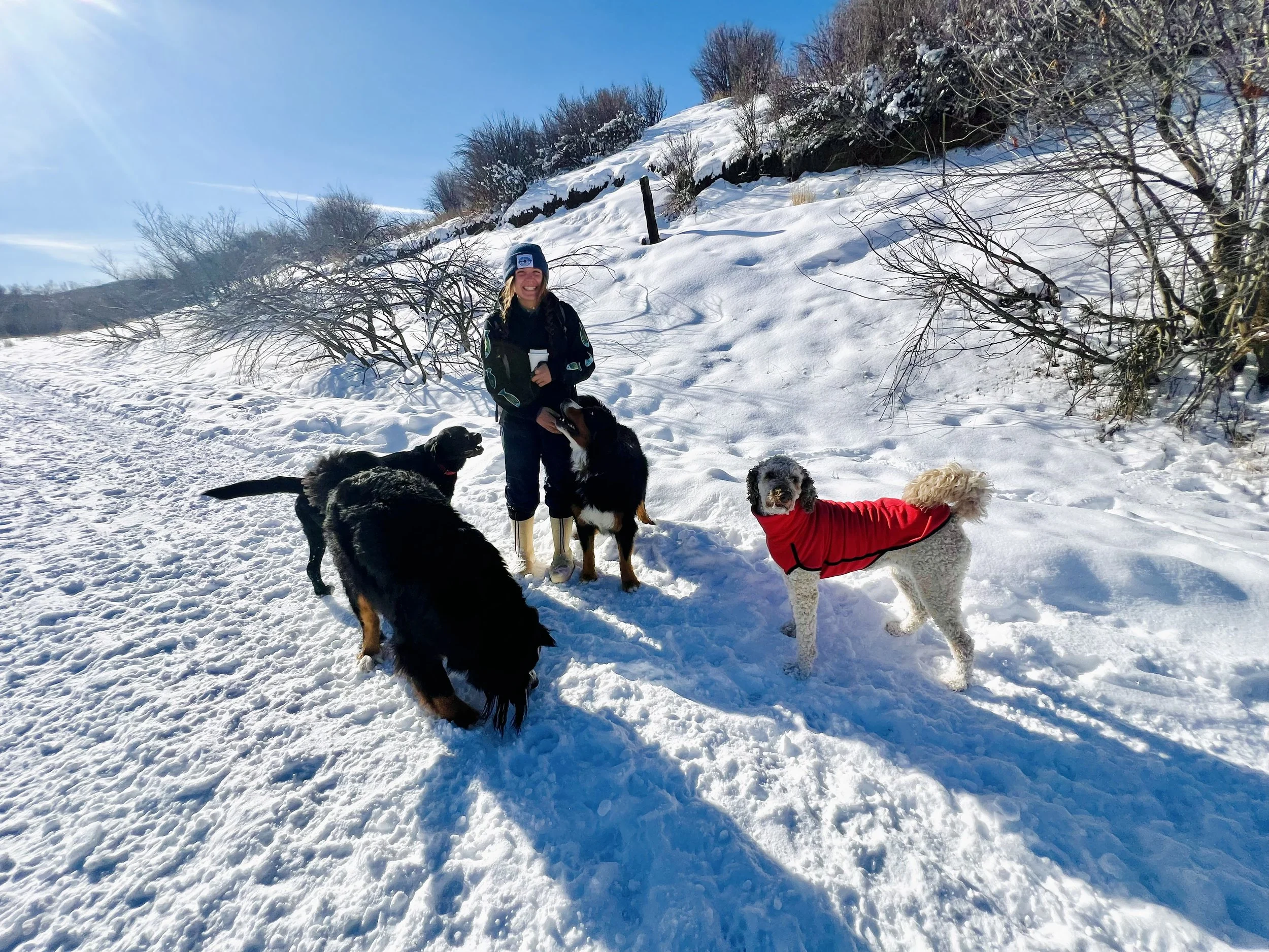 DOG WALKING STEAMBOAT