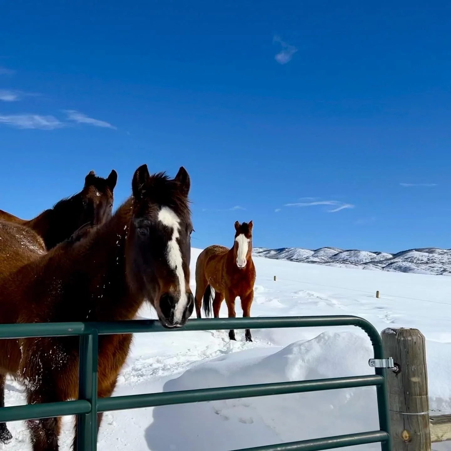 The Best Care for Your Pet in Steamboat Springs Powder Paws Pet Care