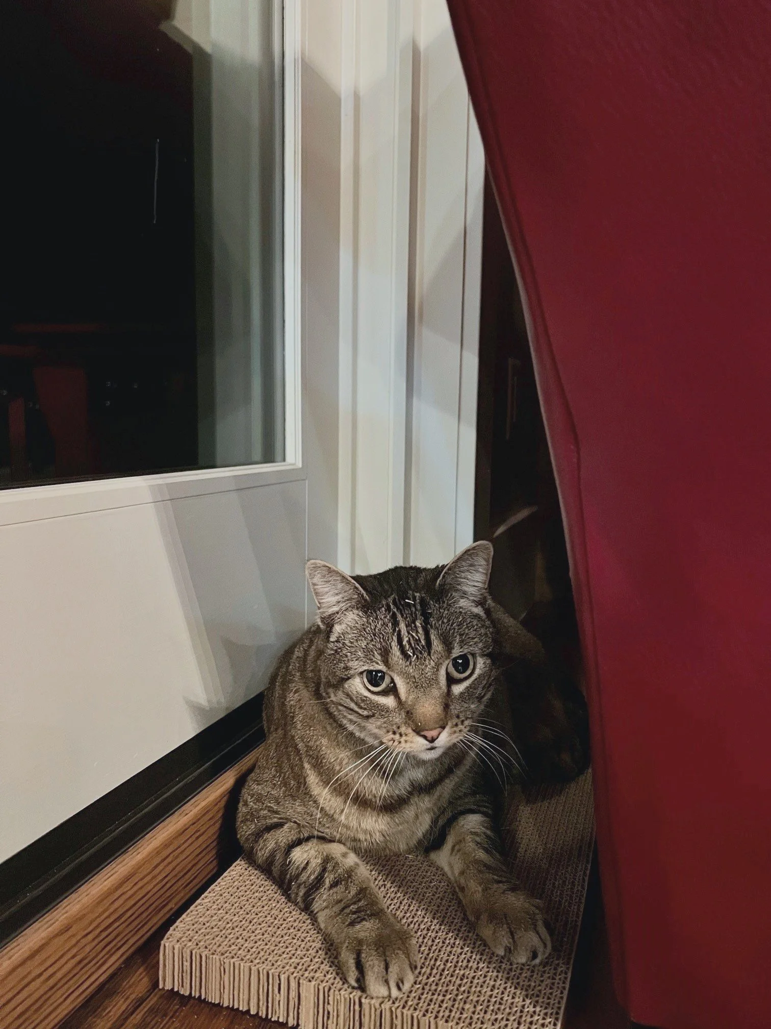 The Best Care for Your Pet in Steamboat Springs Powder Paws Pet Care