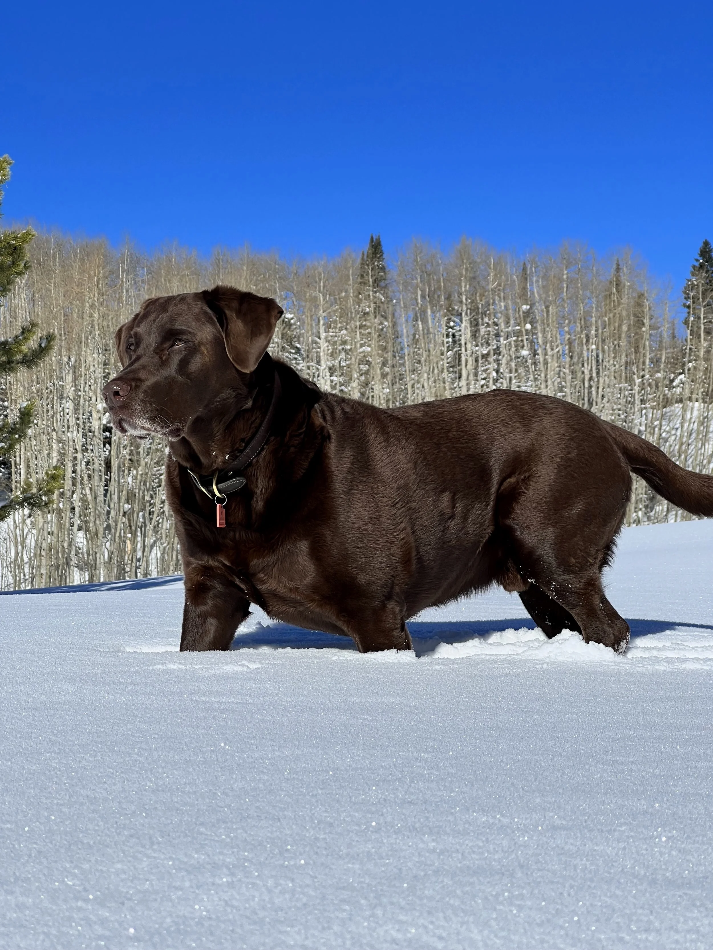 Powder Paws Premium Pet Care Services Steamboat Springs, CO