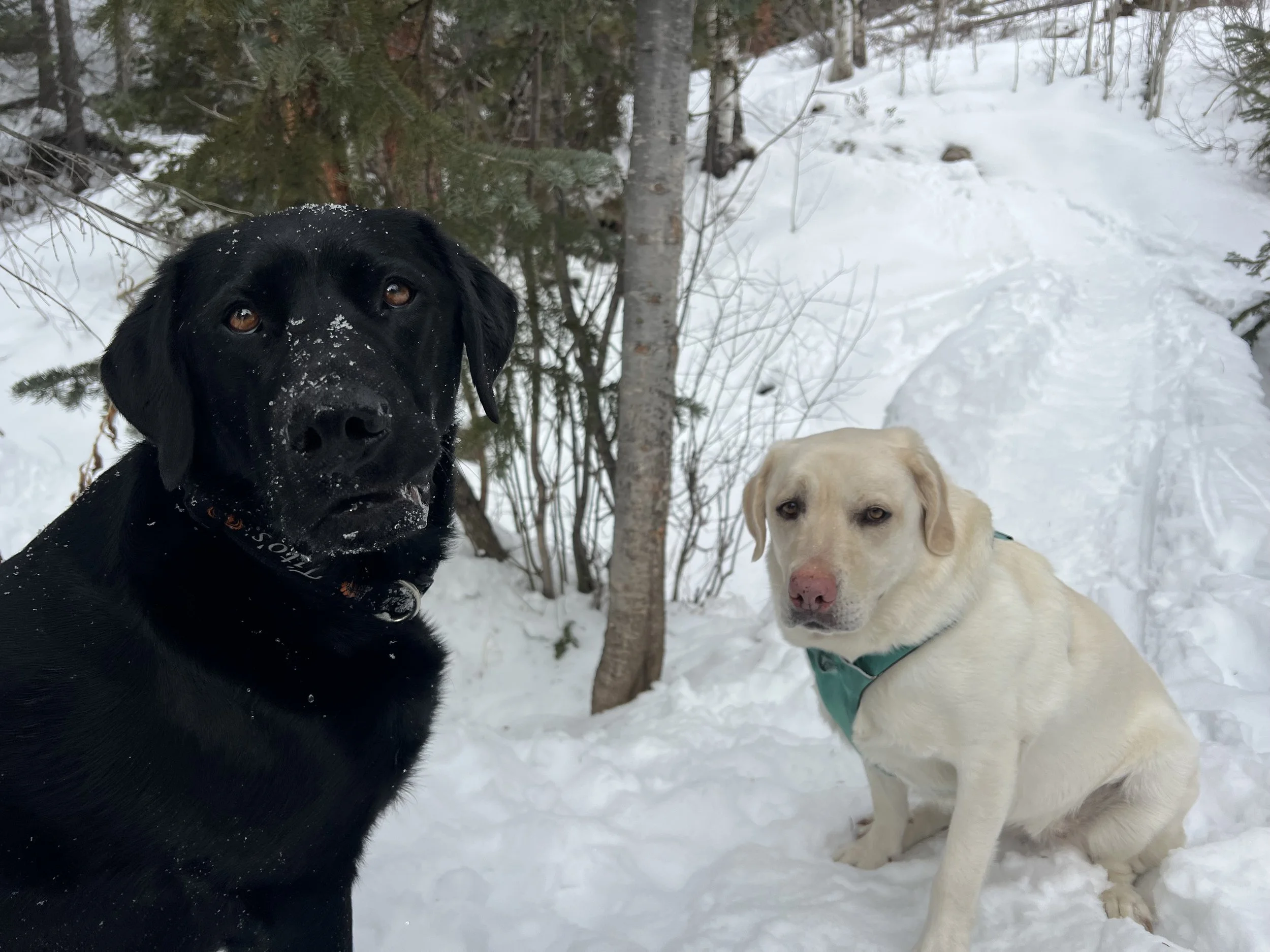 Two dogs sitting in snow near trees, one black with snow on its face, the other yellow with a harness, in a winter forest setting.
