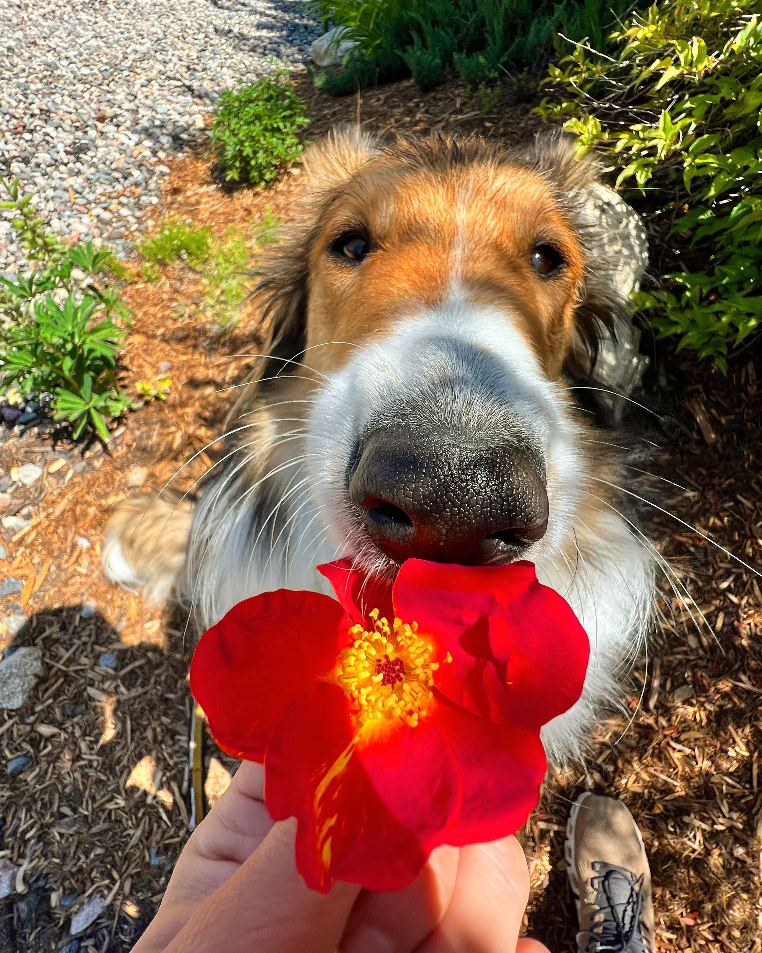 The Best Care for Your Pet in Steamboat Springs Powder Paws Pet Care