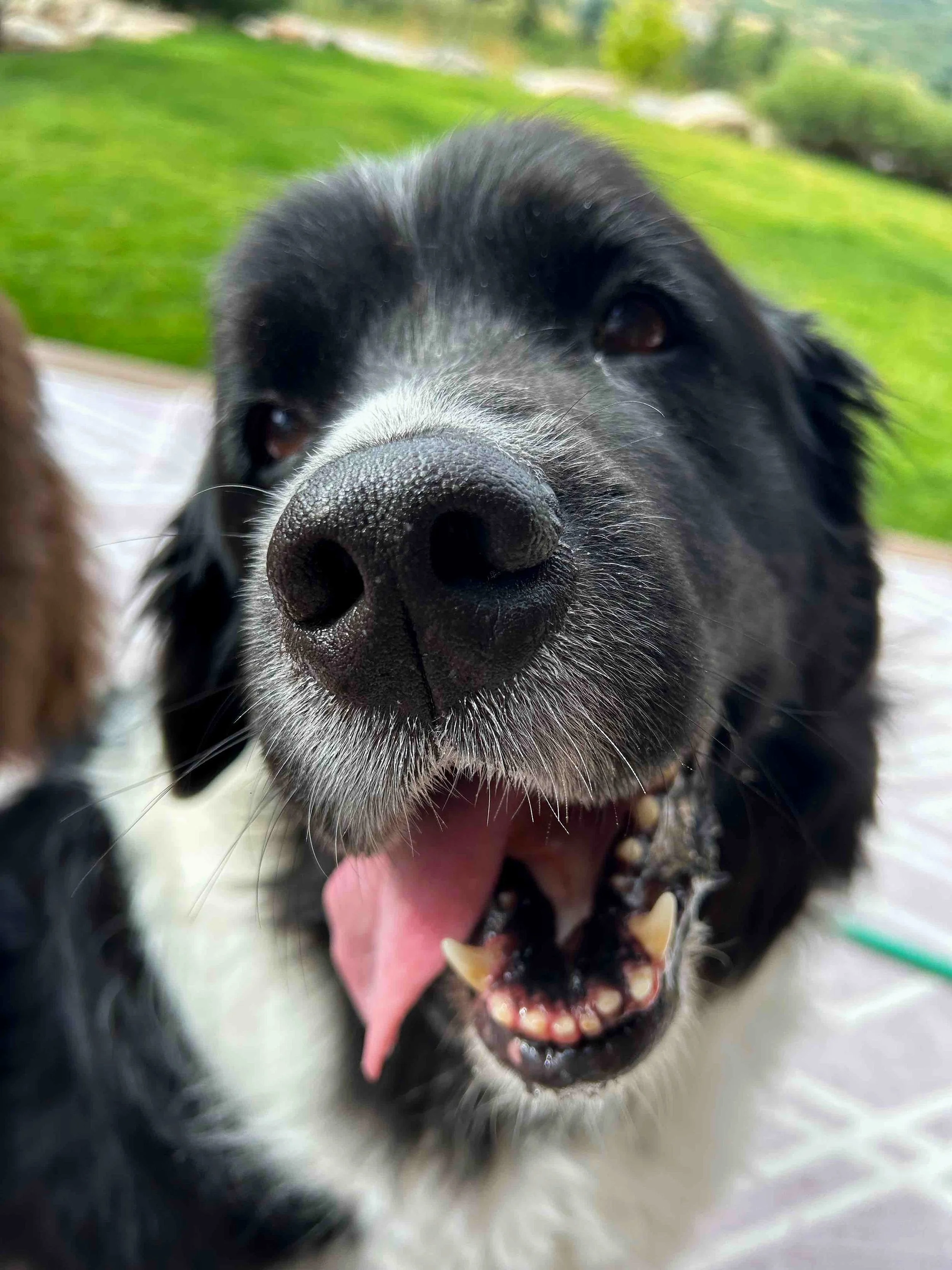 Powder Paws Premium Pet Care Services Steamboat Springs, CO