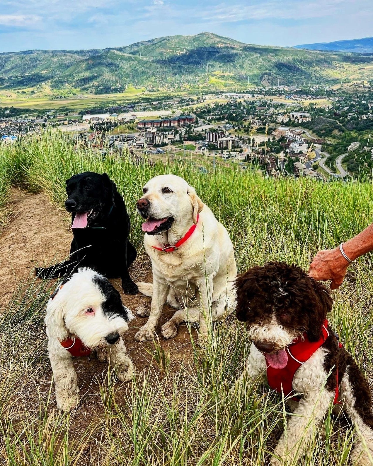 Powder Paws Premium Pet Care Services Steamboat Springs, CO