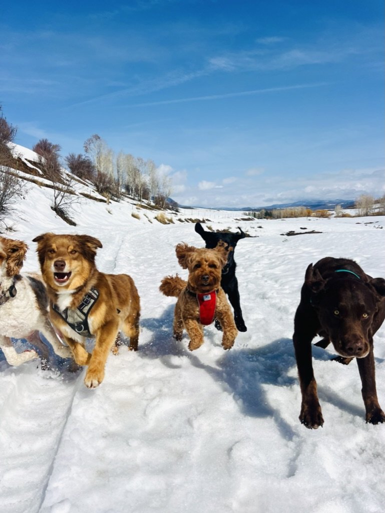 Dog walker in Steamboat Springs leading a happy pup through a scenic mountain trail during a private walk. Powder Paws offers professional, reliable dog walking services in Steamboat.