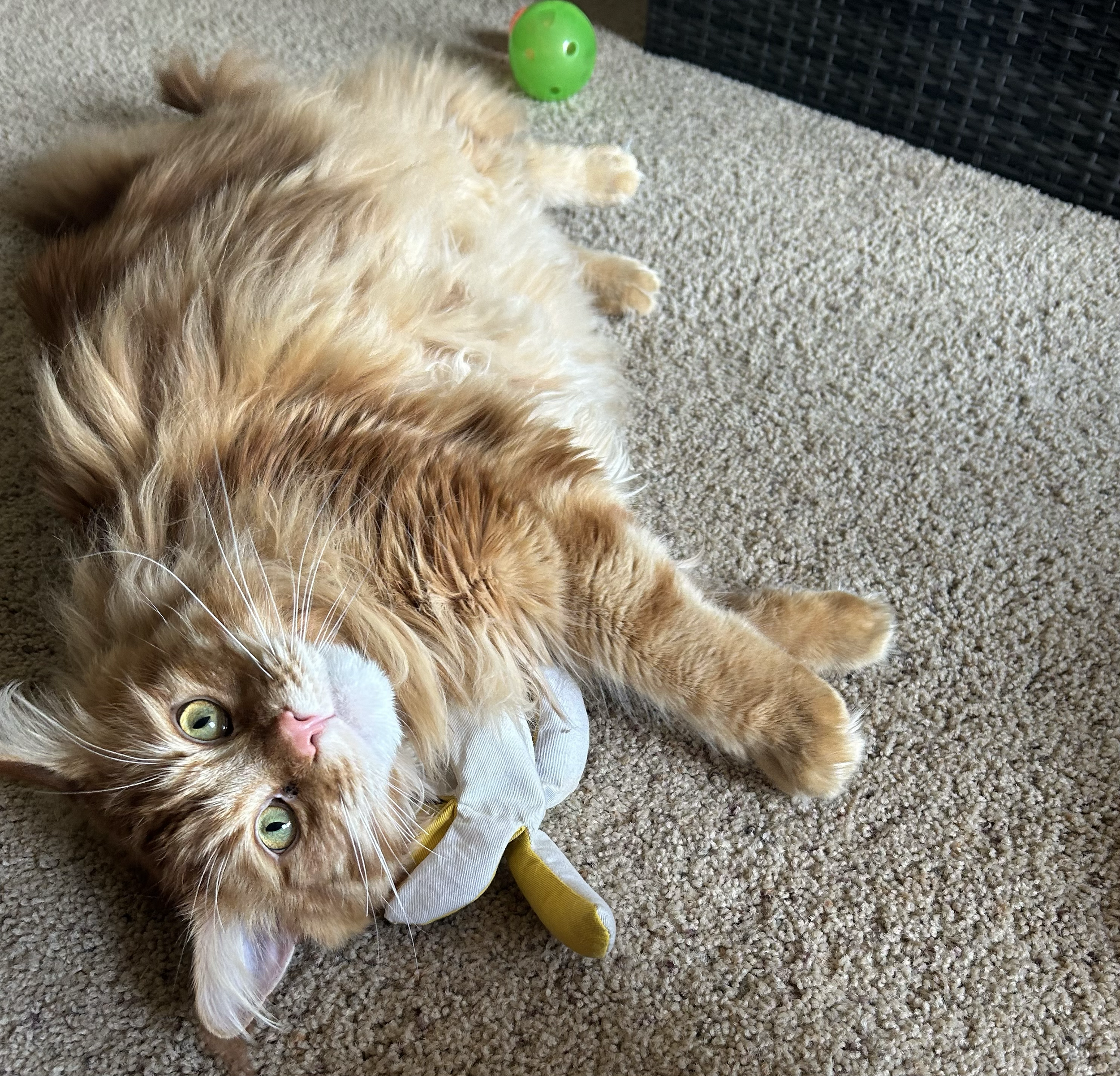 An orange and white fluffy cat enjoying his cat sitting service in Steamboat Springs