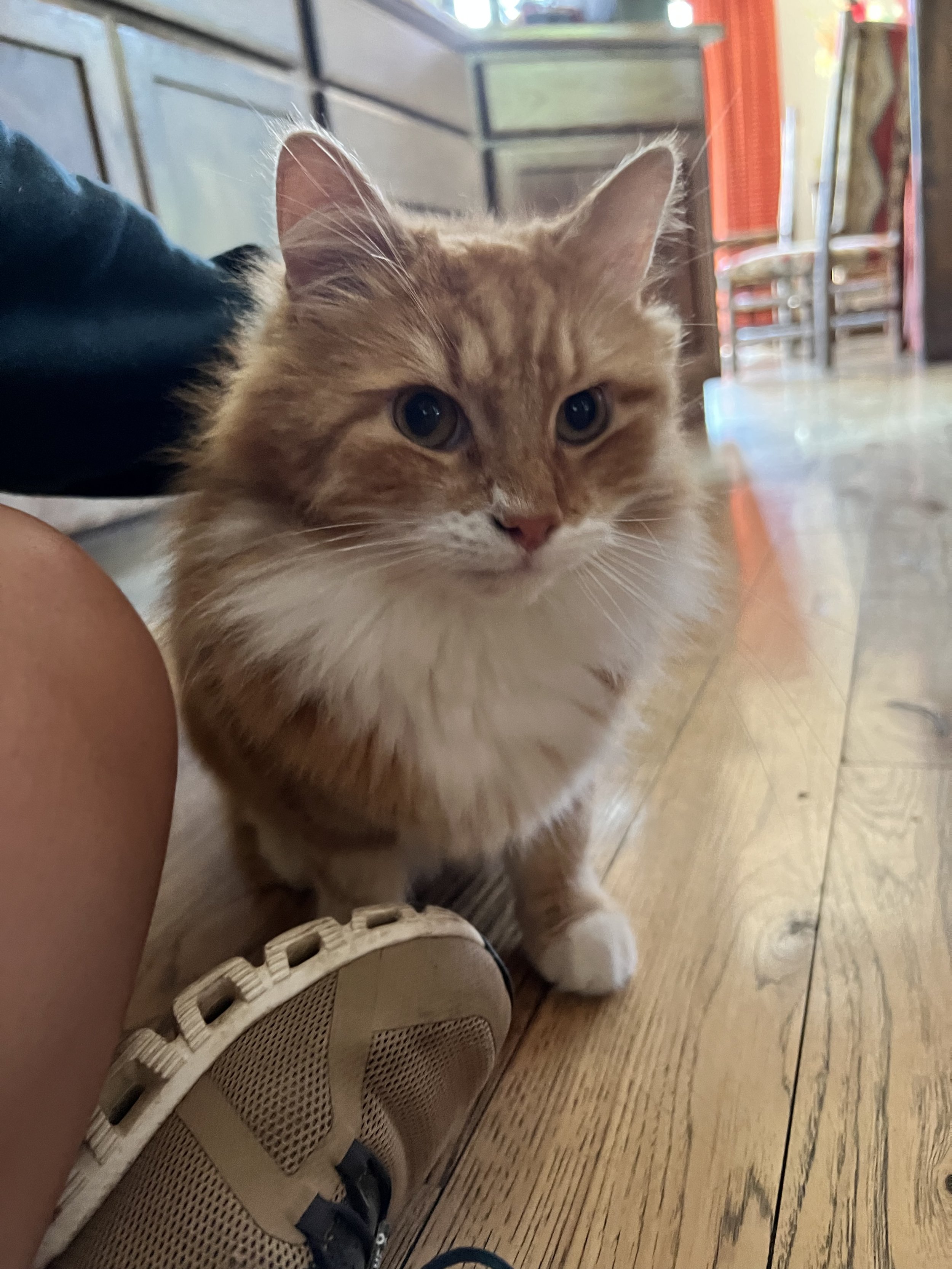 The Best Care for Your Pet in Steamboat Springs Powder Paws Pet Care