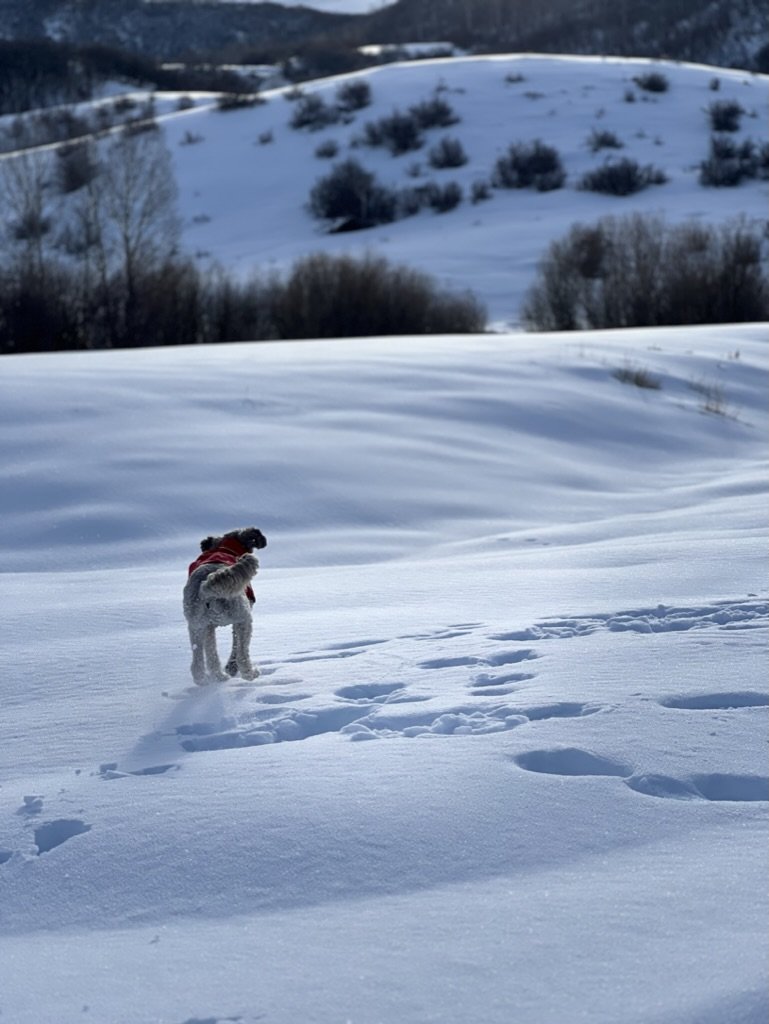 9E37D63B-C175-4D05-8CCC-F1D94BFA7346_1_105_c.jpeg