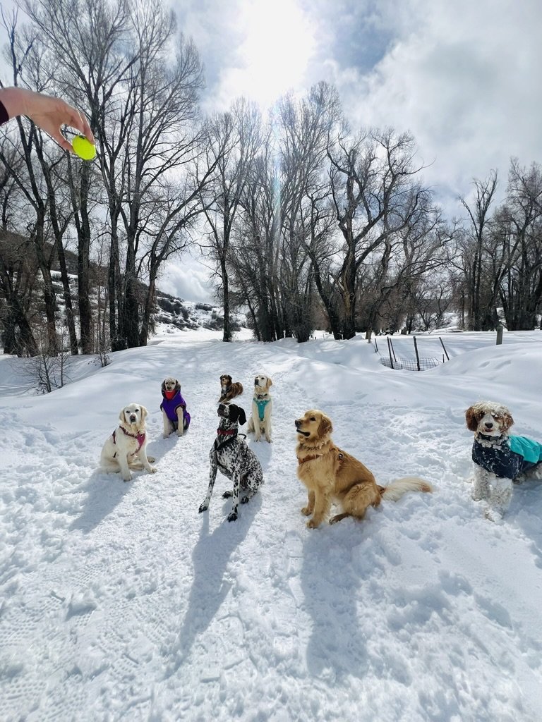 Dog walker in Steamboat Springs leading a happy pup through a scenic mountain trail during a private walk. Powder Paws offers professional, reliable dog walking services in Steamboat.