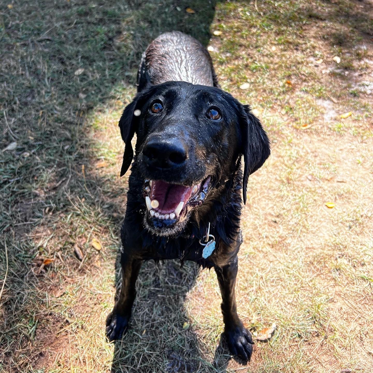 A happy dog client with their experienced pet care provider on a dog walk