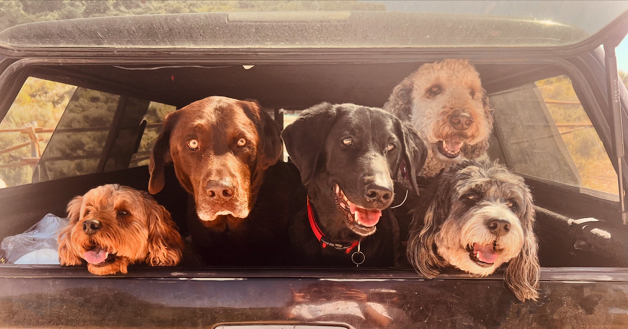 The best pet care in Steamboat Springs, featuring dogs enjoying their pack adventure with their professional dog walker