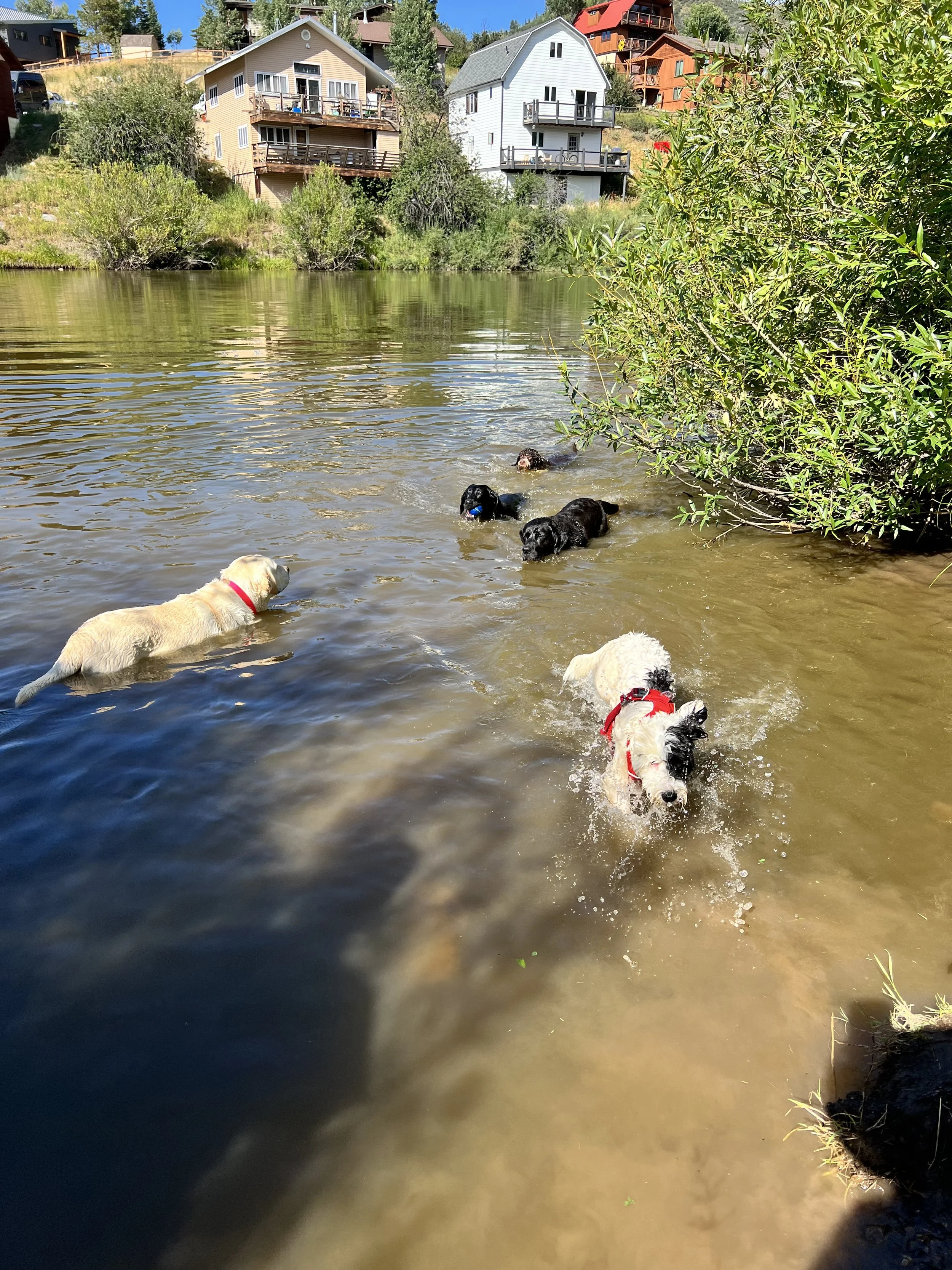 The Best Care for Your Pet in Steamboat Springs Powder Paws Pet Care