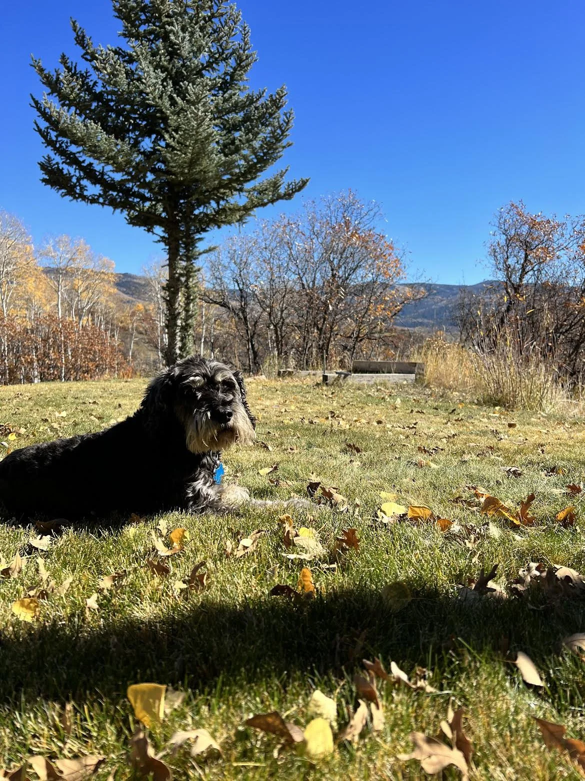 The Best Care for Your Pet in Steamboat Springs Powder Paws Pet Care