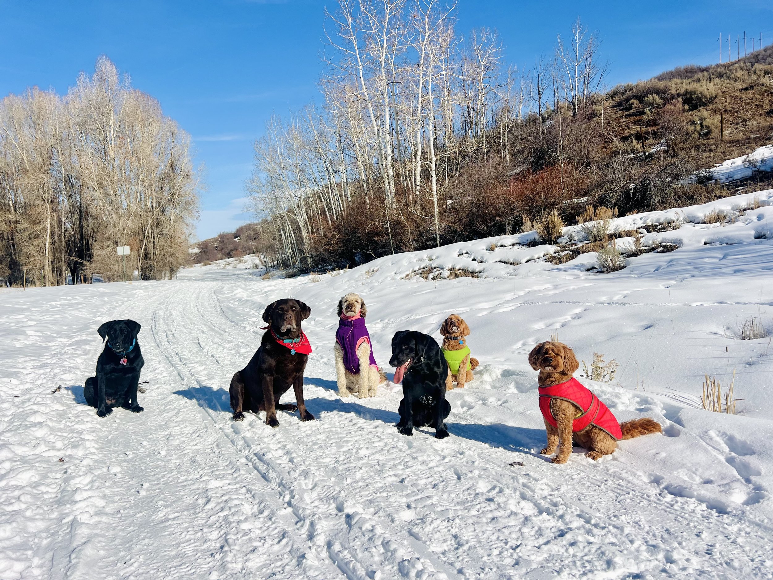 Six dogs sitting in the snow on a bright winter day, with trees and hills in the background.