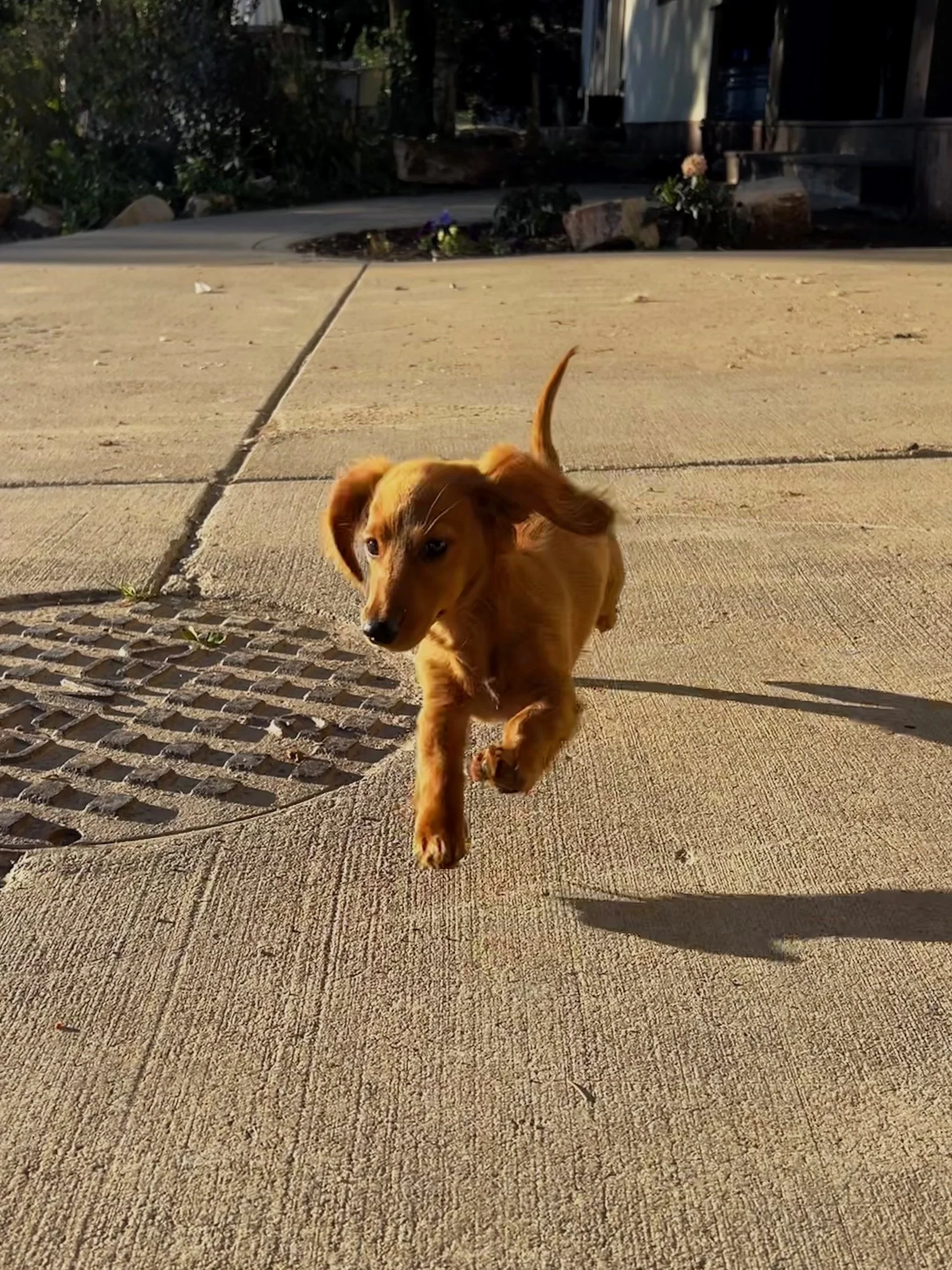 Powder Paws Premium Pet Care Services Steamboat Springs, CO