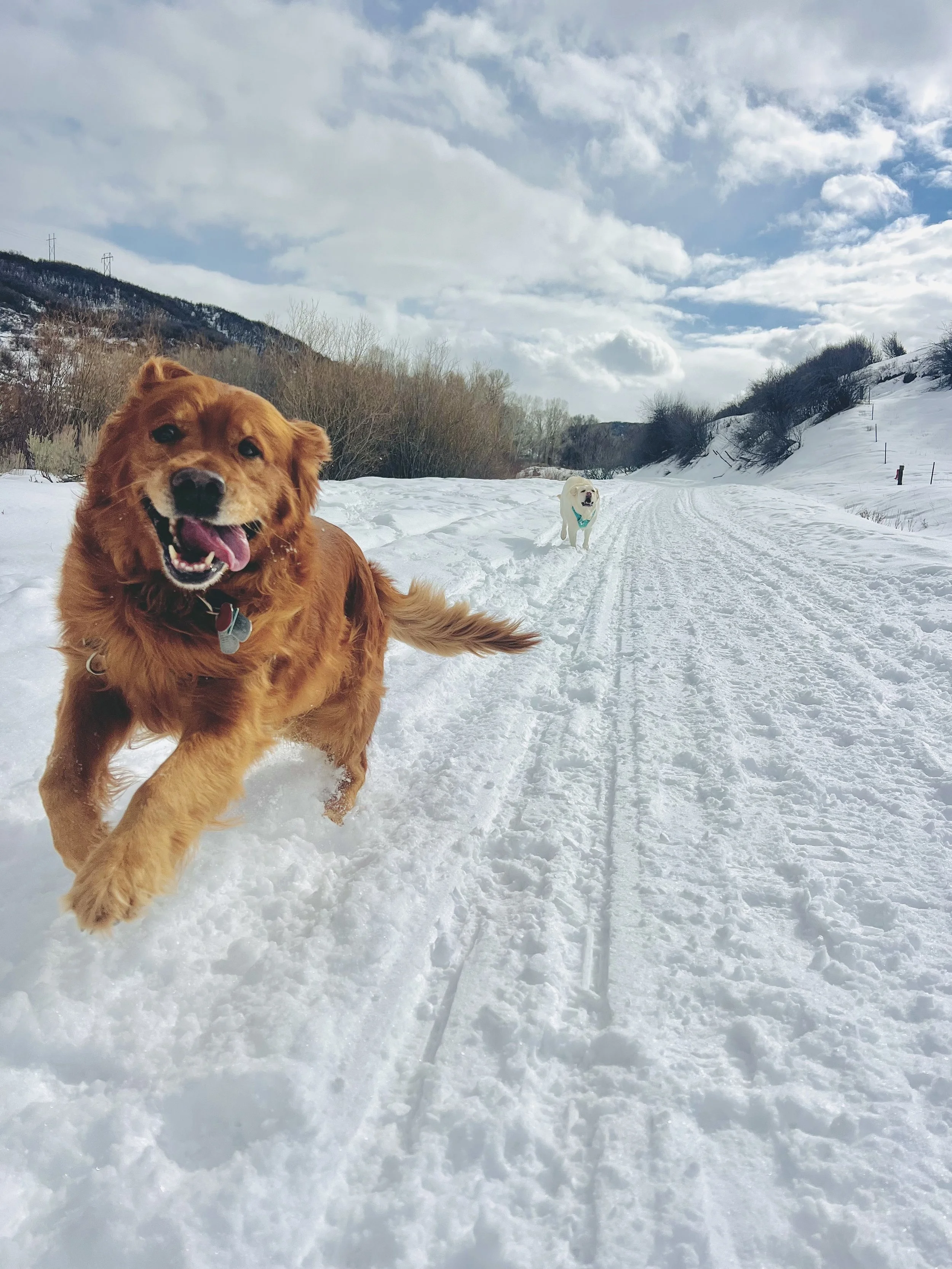 Golden retriever running in snow with a labrador in the background on a snowy trail under partly cloudy sky.