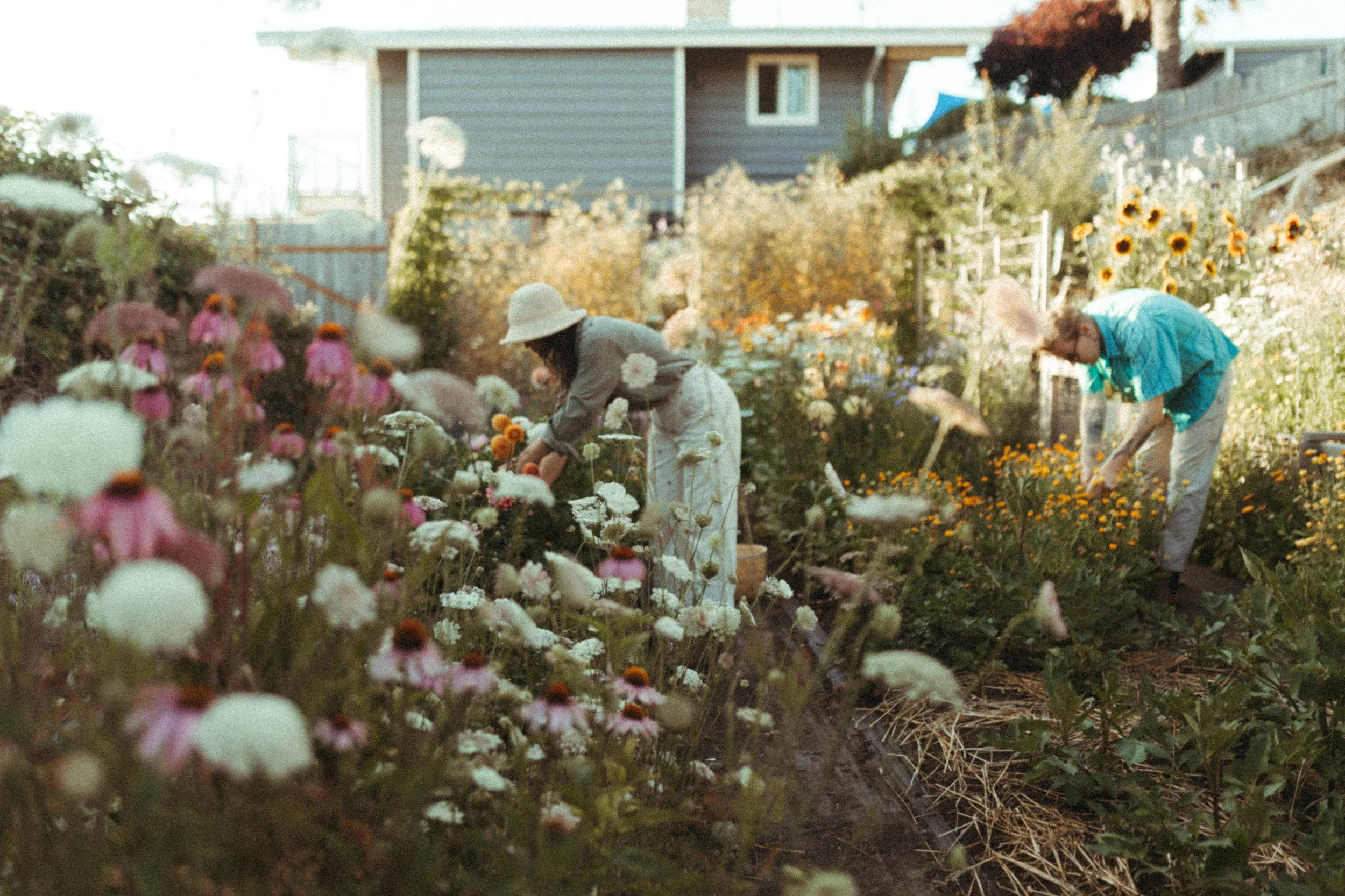 Two women gardening in a flower garden with blooming flowers and a house in the background.