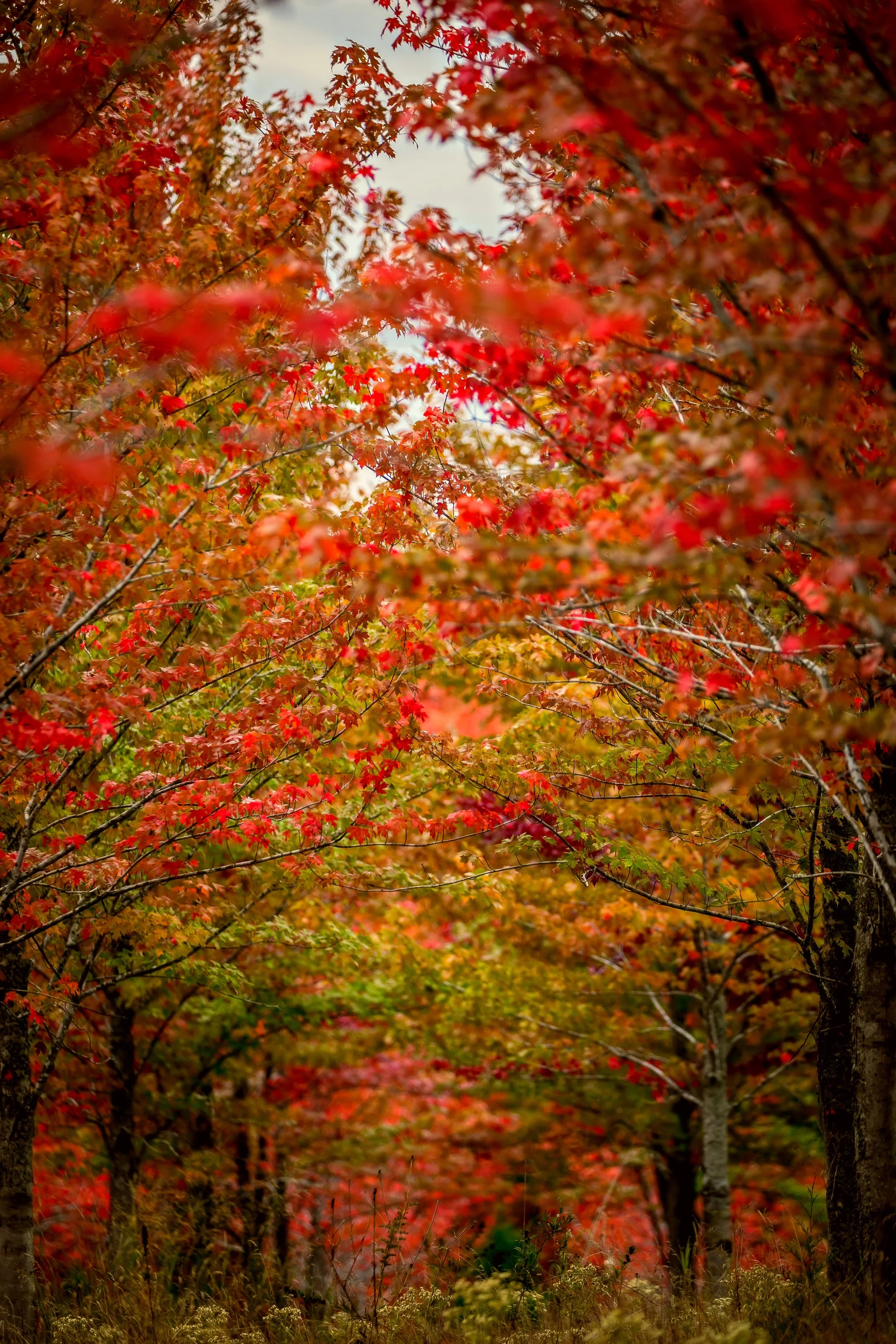 Wolcyn Tree Farm Fall-247.jpg