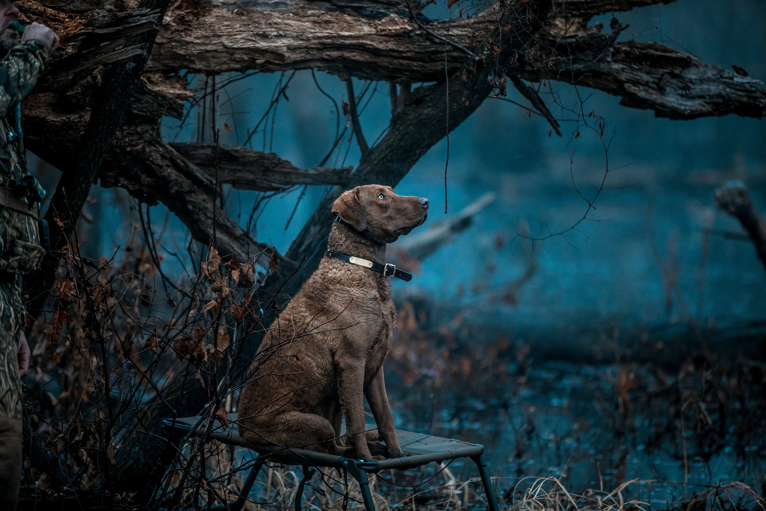 Dog.jpg