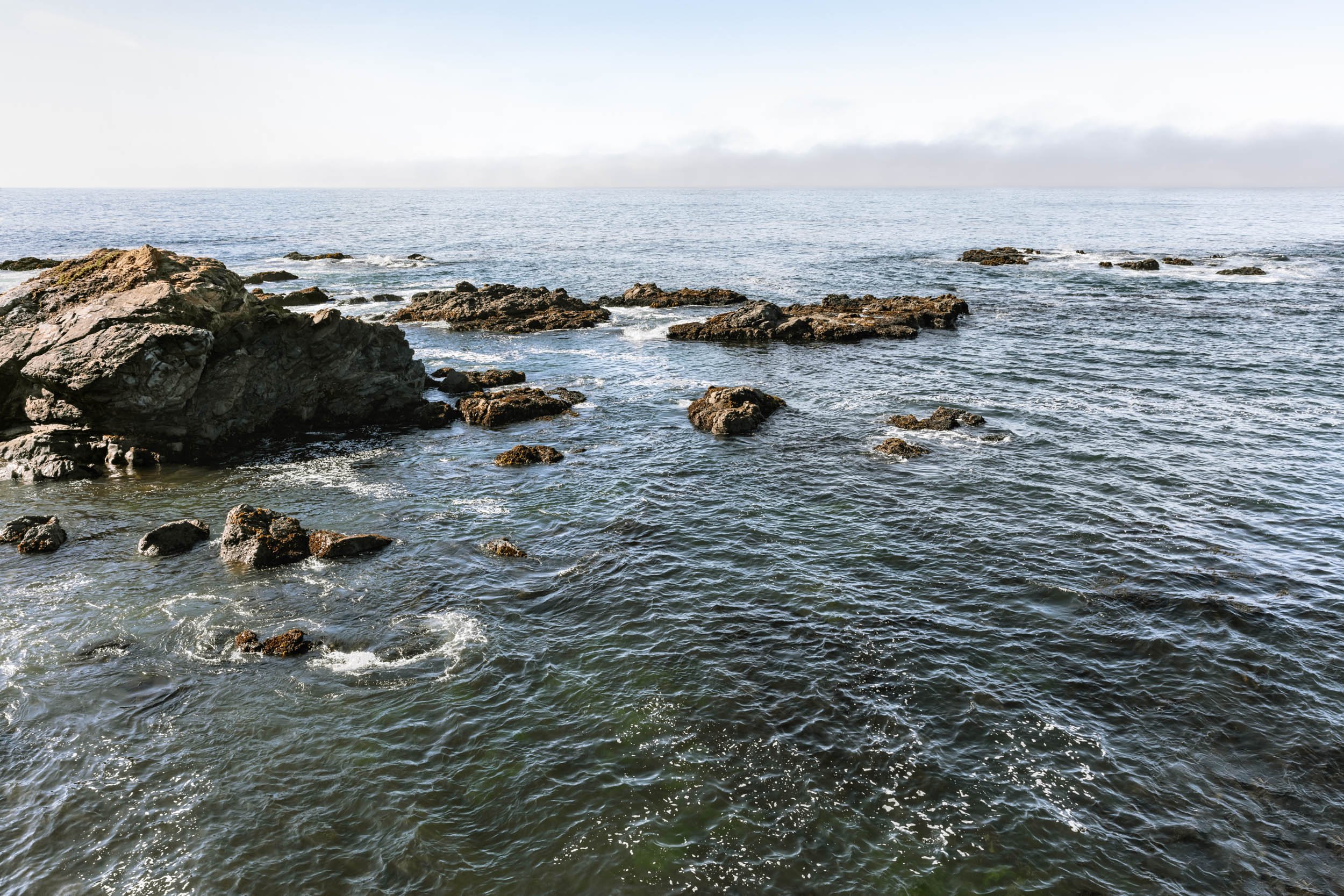 Sea Ranch Wild Moor Relocation Attempt