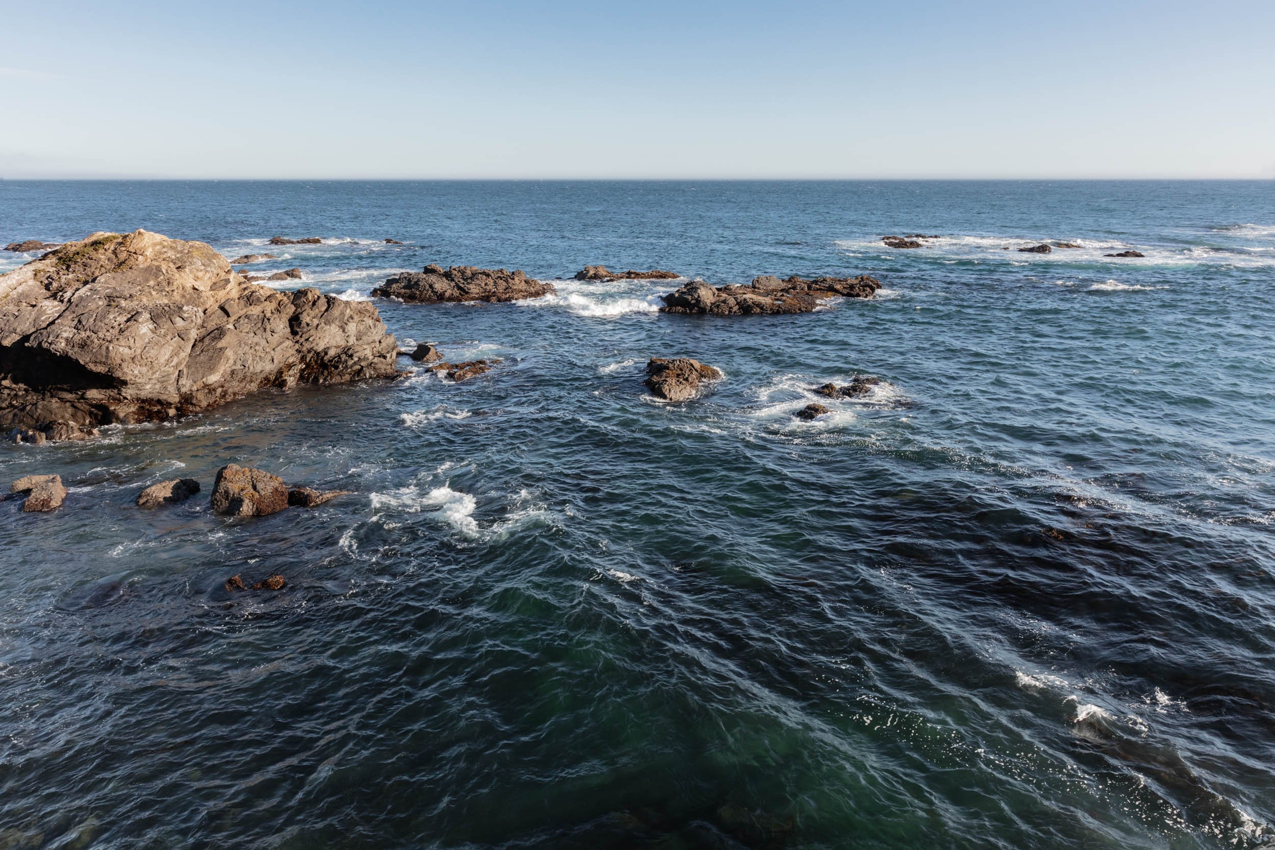 Sea Ranch Wild Moor Relocation Attempt