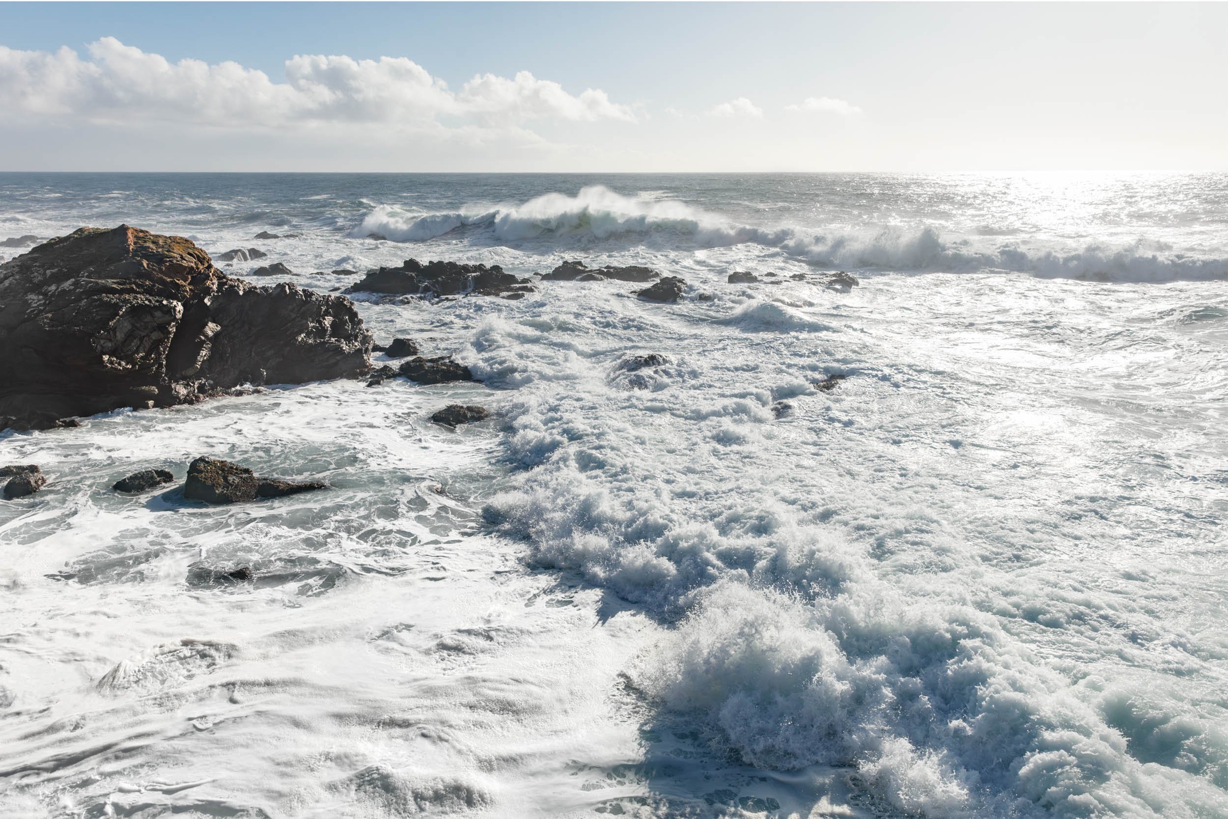 Sea Ranch Wild Moor Relocation Attempt