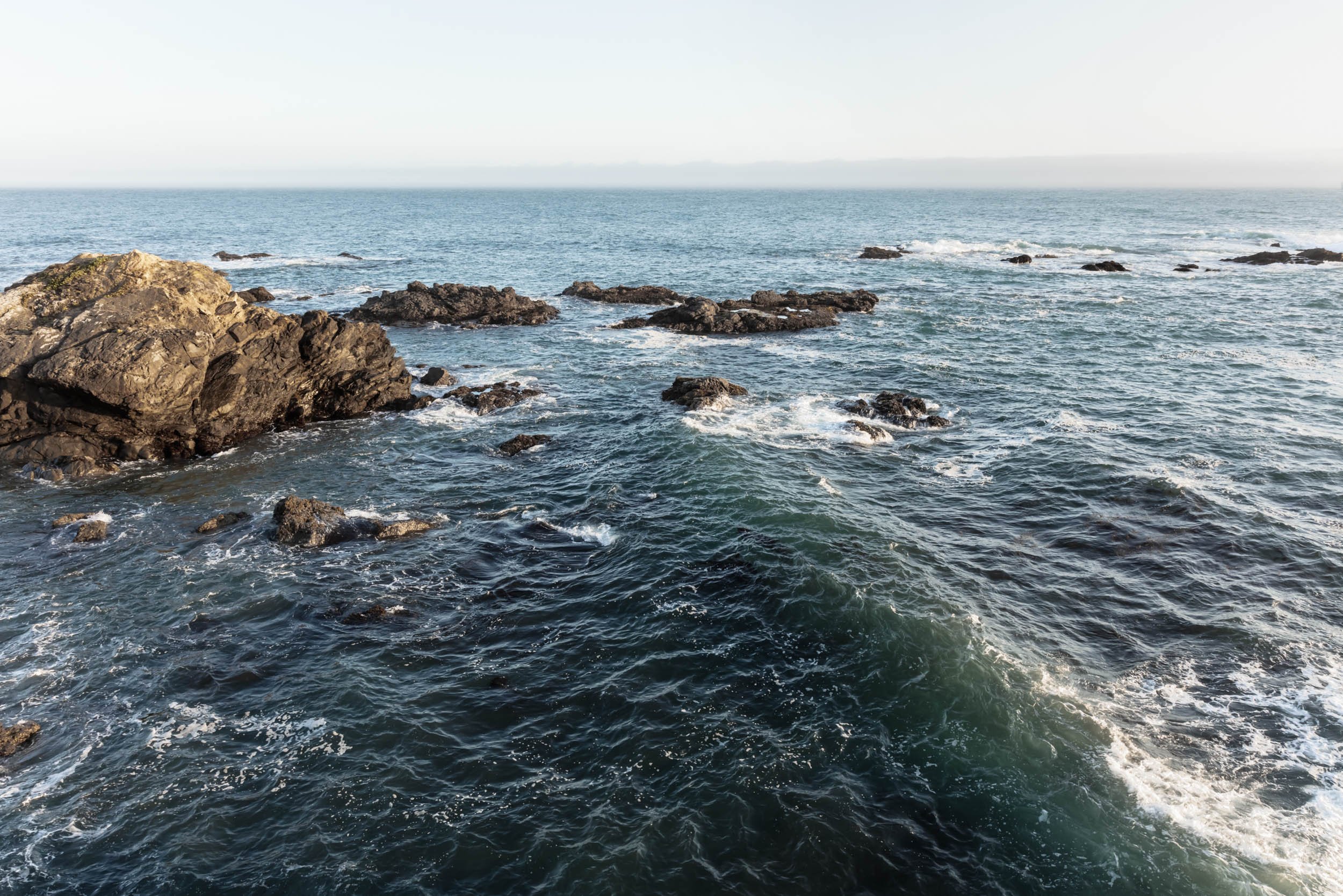 Sea Ranch Wild Moor Relocation Attempt