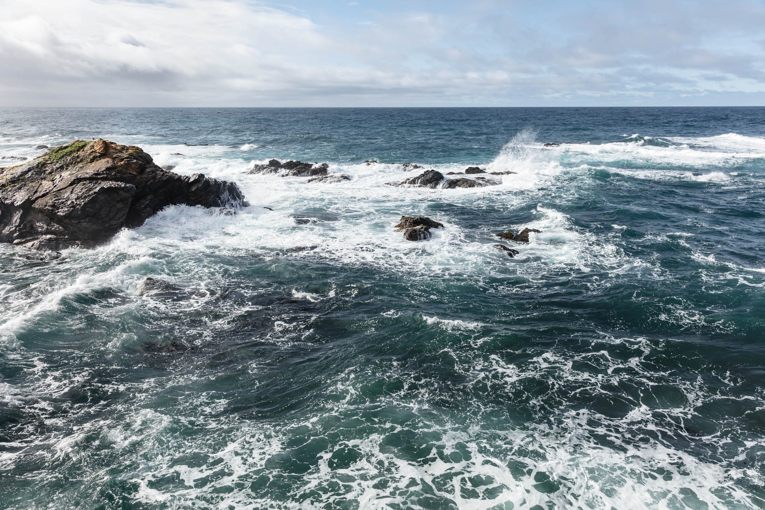 Sea Ranch Wild Moor Relocation Attempt