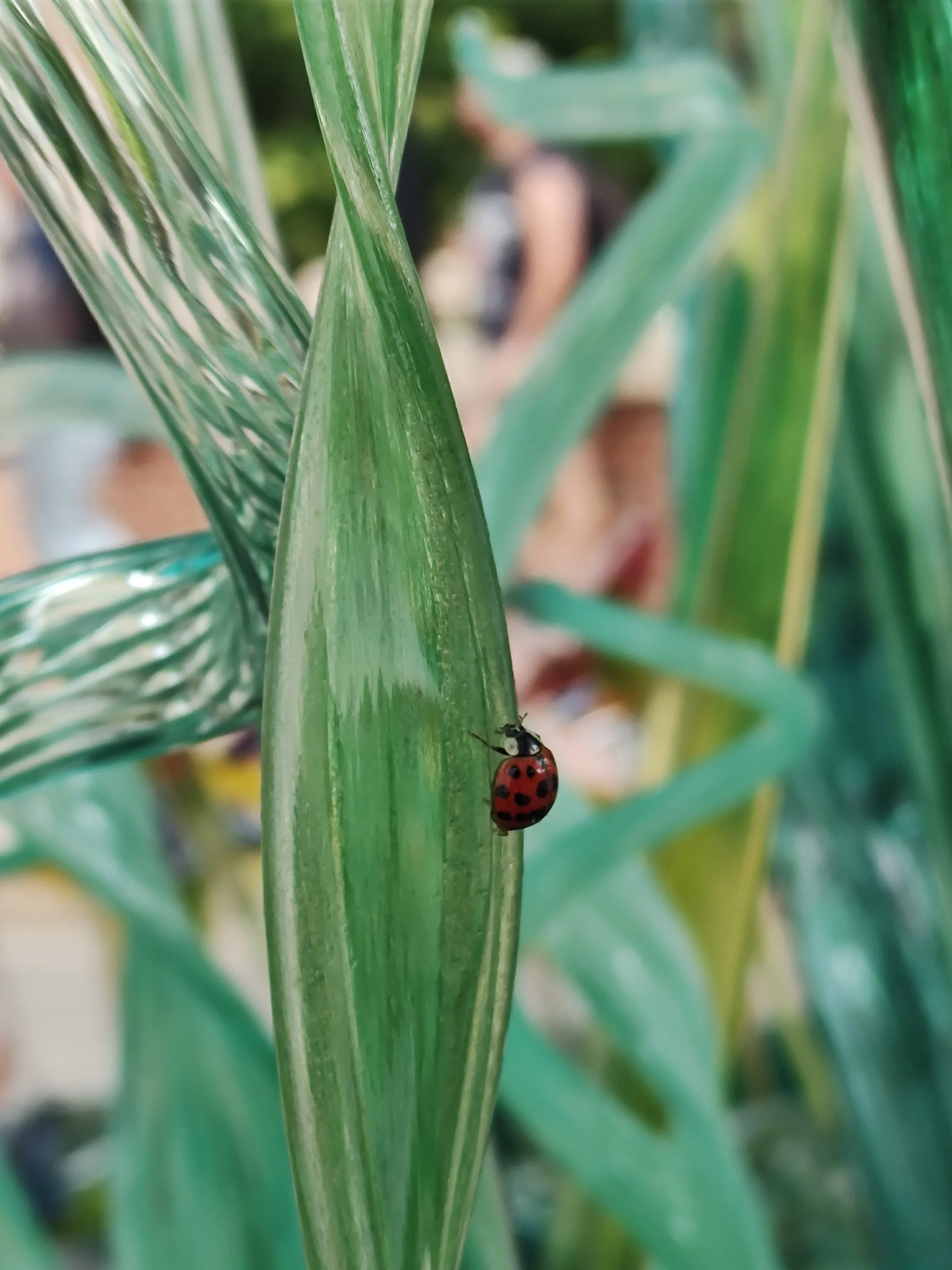 Ladybug on leaf.jpg