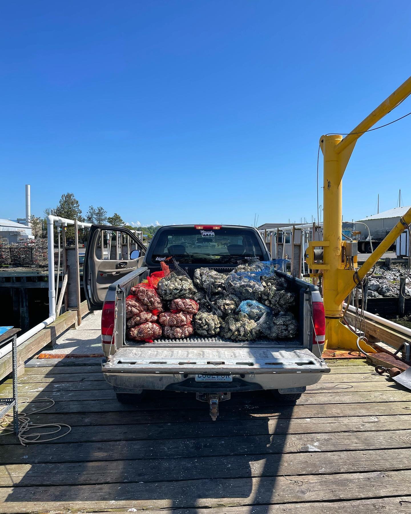 Alright, alright, alriiiiiiight! 

No fear, oysters lovers. Got another all-clear for this weeks harvest. 👏🏼 

#shuckslurprepeat #tidetotable #oysterlovers #draytonharboroystercompany