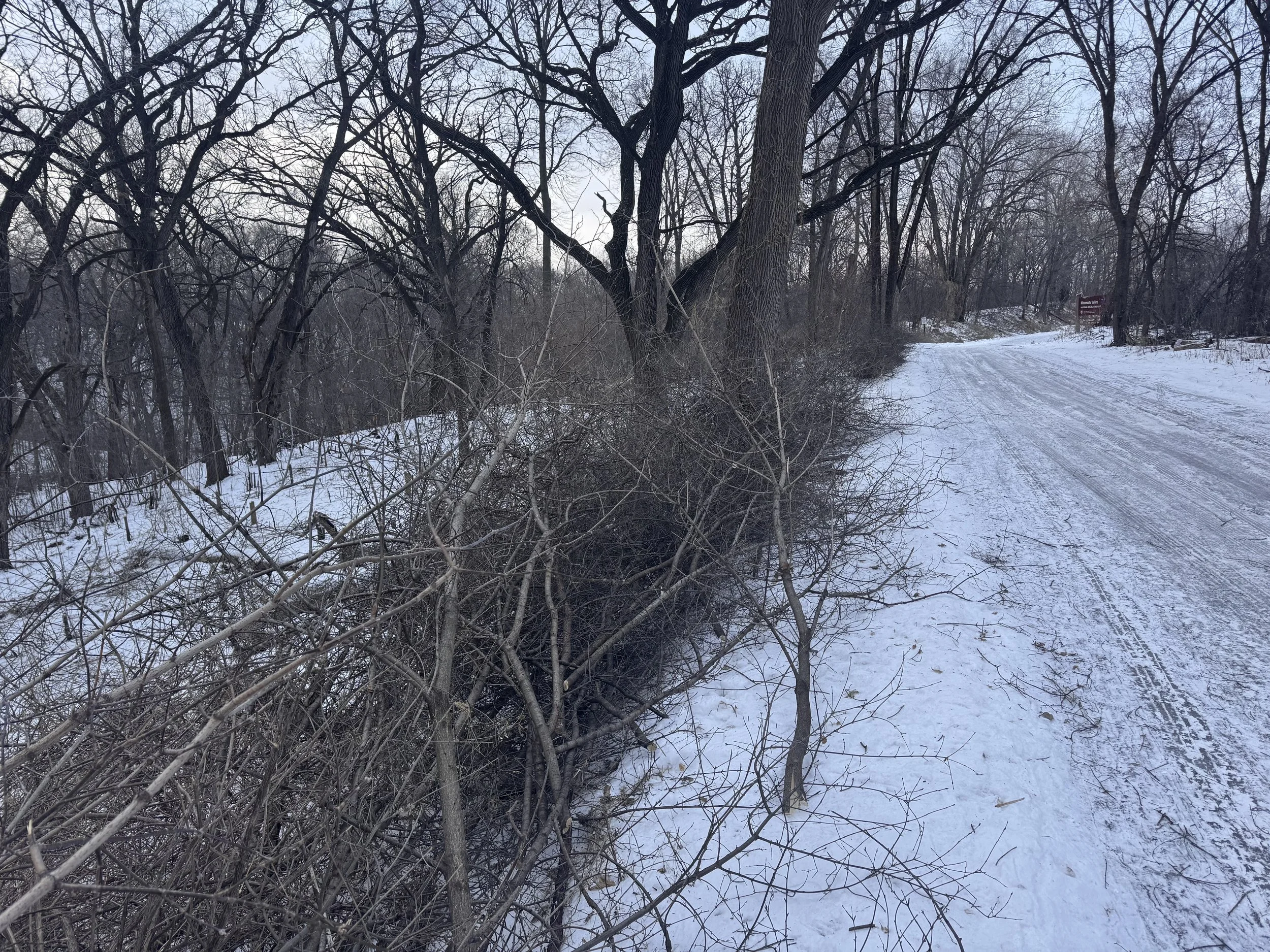 BrushPiled along road to Bass pond parking-10Jan2026.jpeg