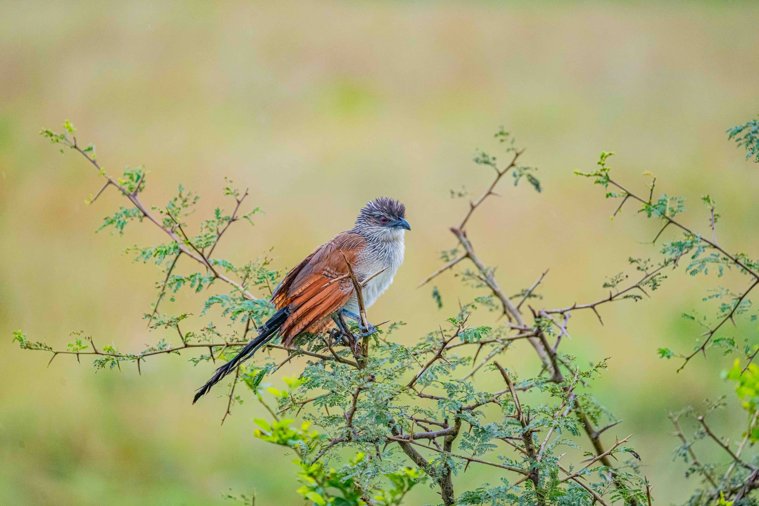 White-browed Coucal, Queen Elizabeth National Park, Uganda