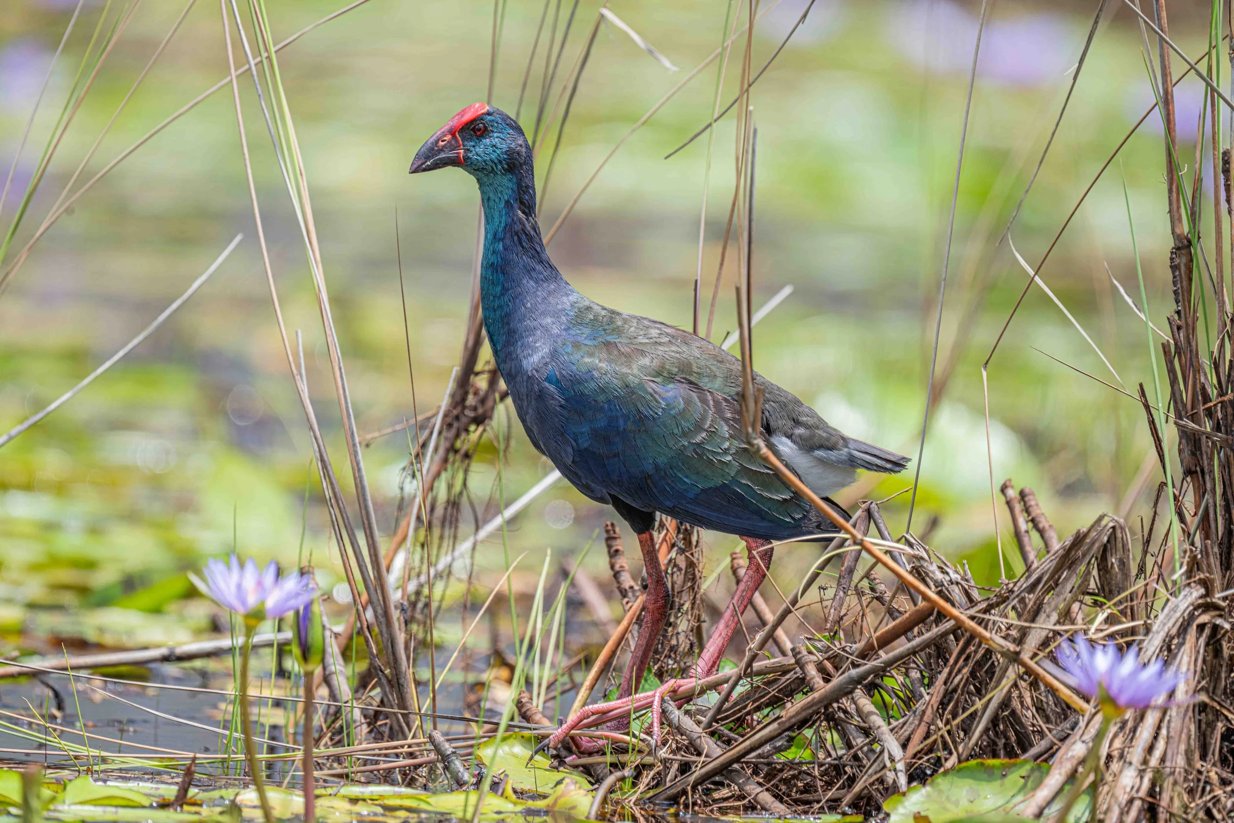 African Swamphen - Mabamba Bay Wetland, Uganda