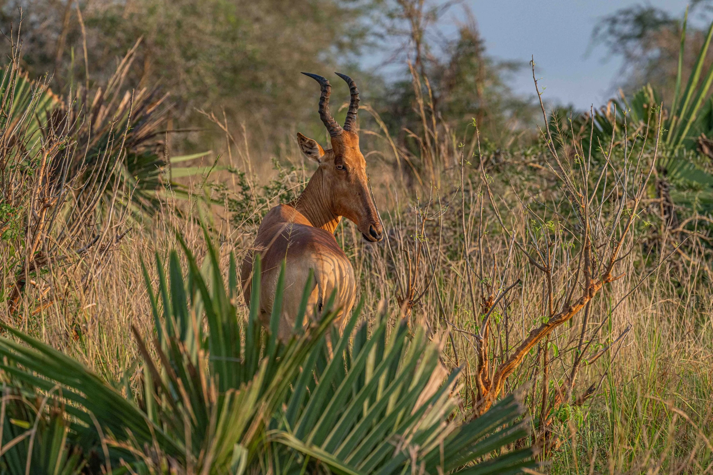  Lelwel (Jackson's) Hartebeest - Murchison Falls National Park, Uganda