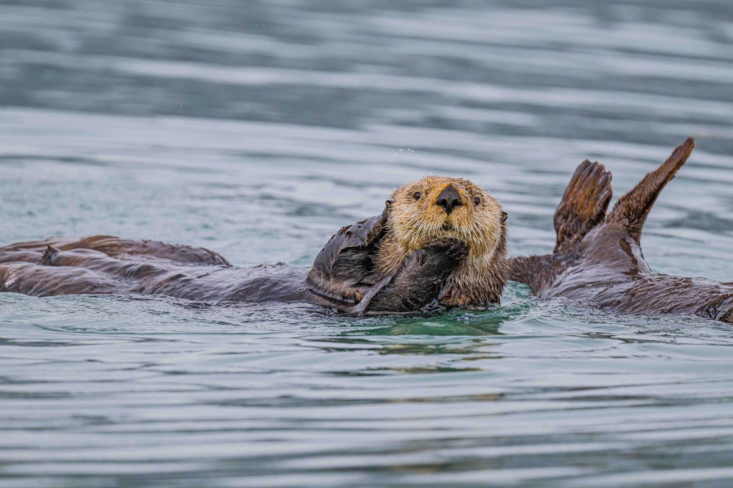 Otters-DSC_5127-Enhanced-NR.jpg