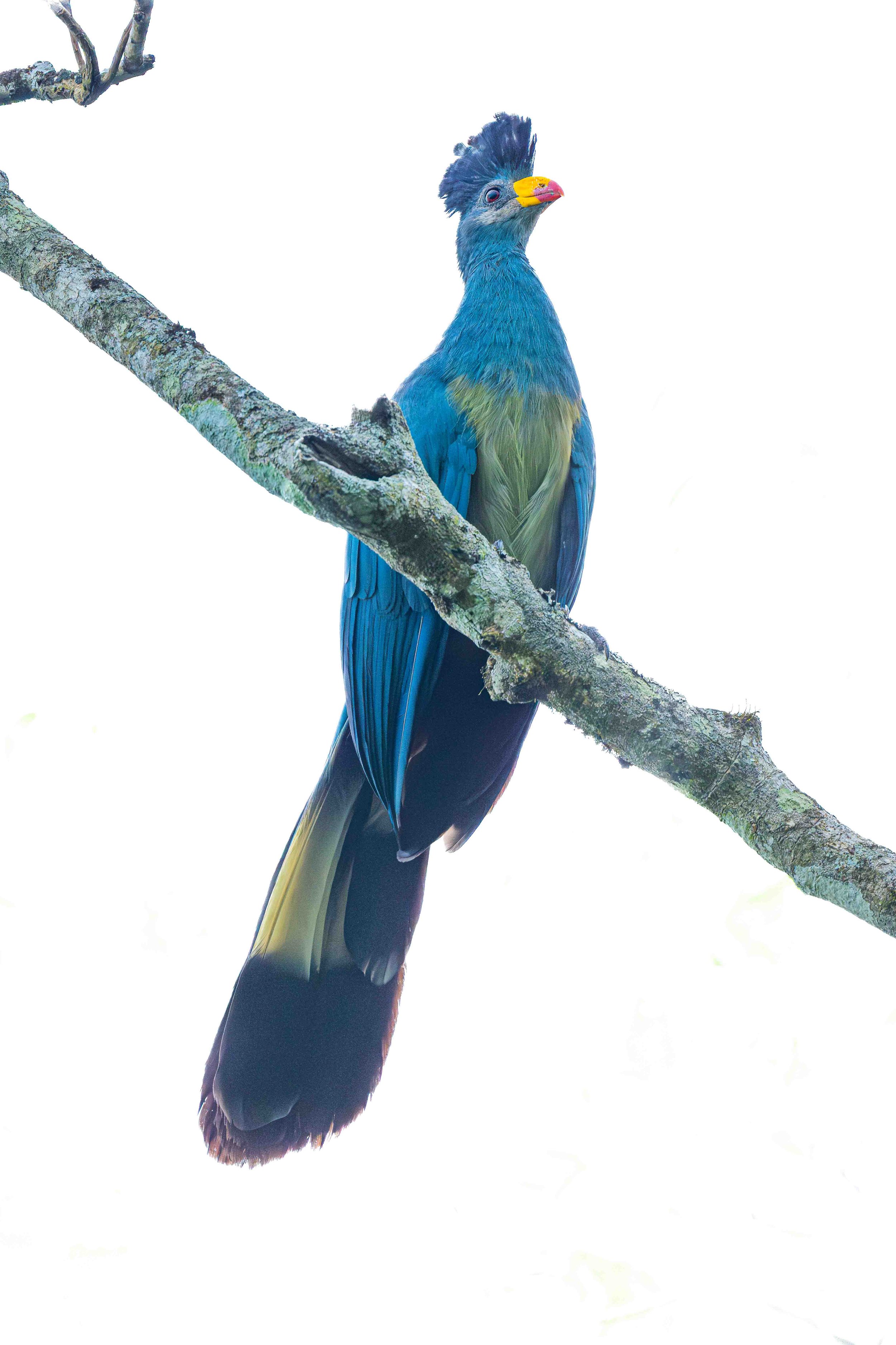 Great Blue Turaco
Bigodi Wetland Sanctuary, Uganda - 2025
