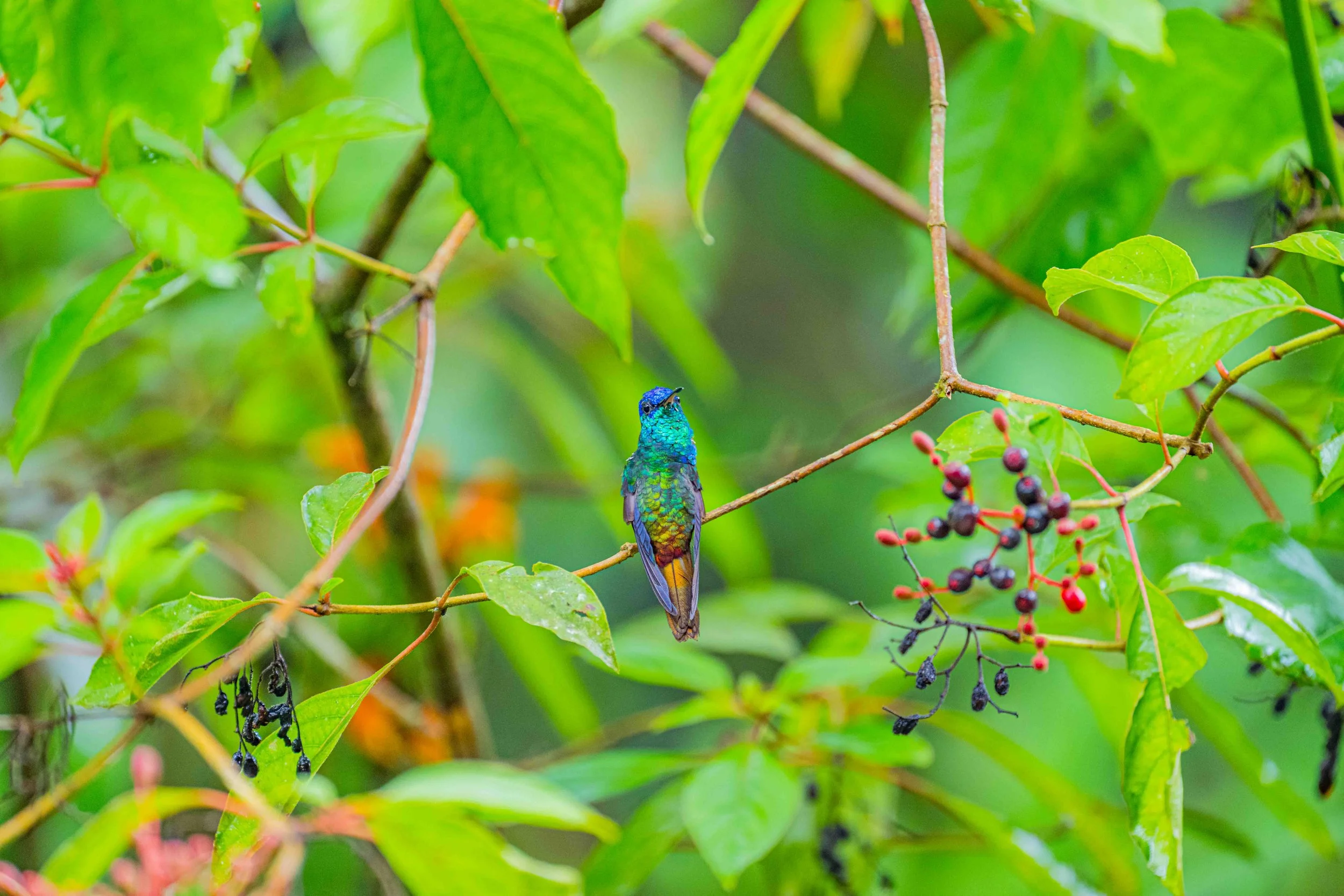Golden-tailed Sapphire
Manu National Park, Peru - 2026